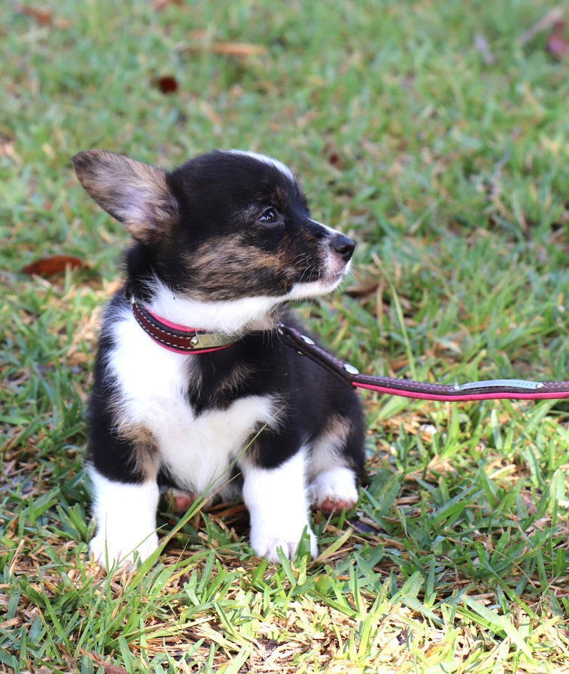 Padded Dog Leash