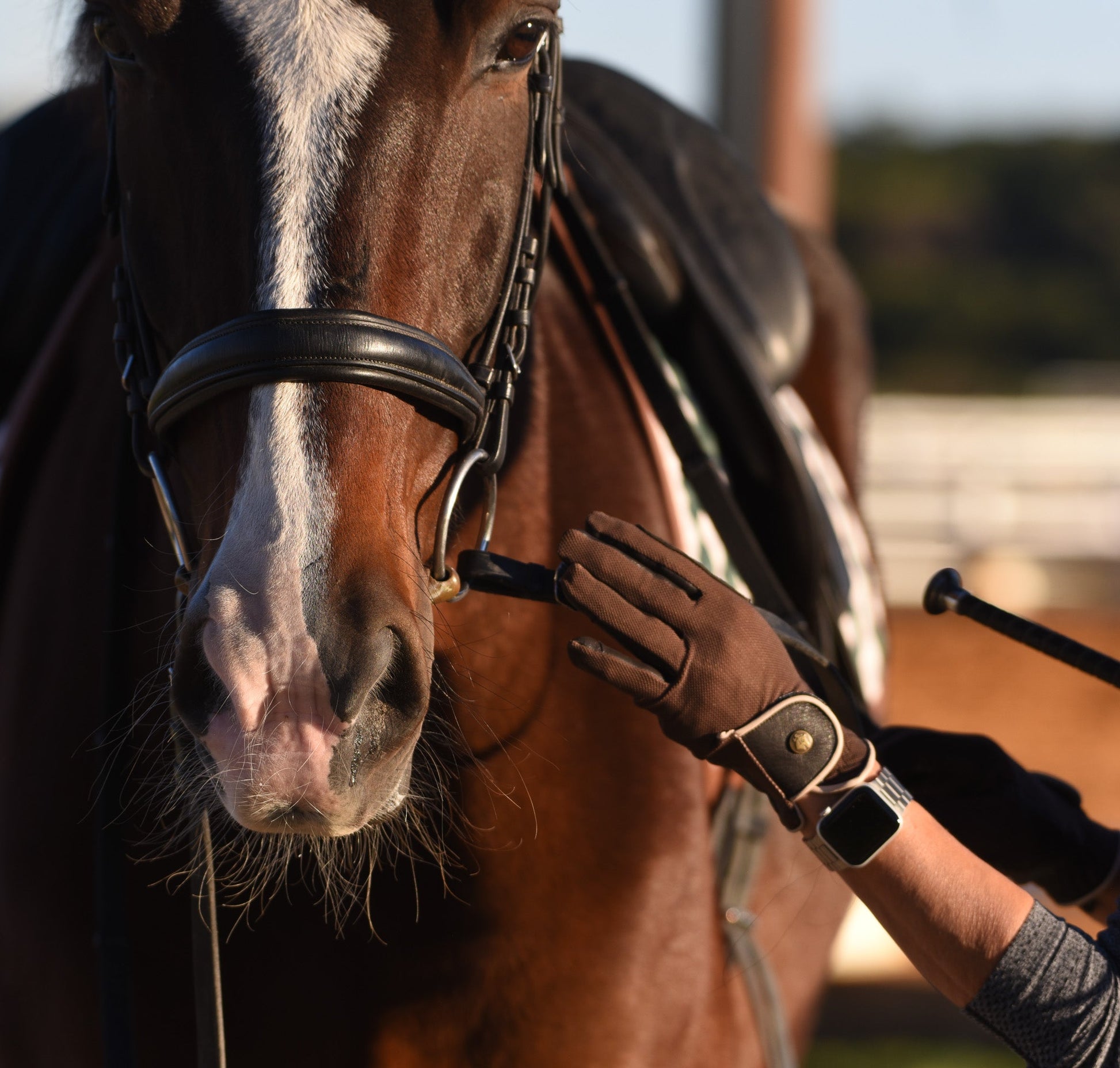 Riding Gloves, Tobacco