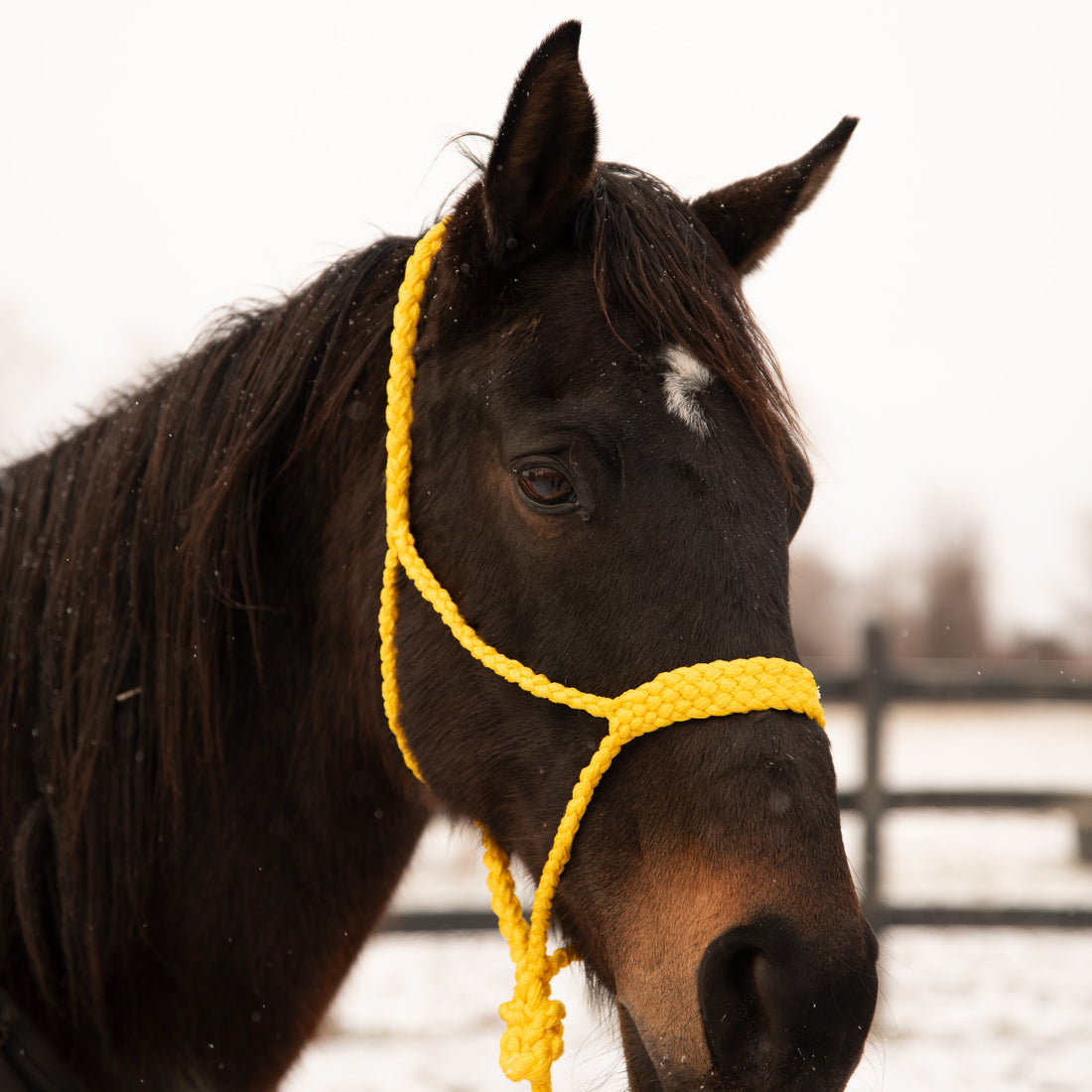 What is a rope horse halter