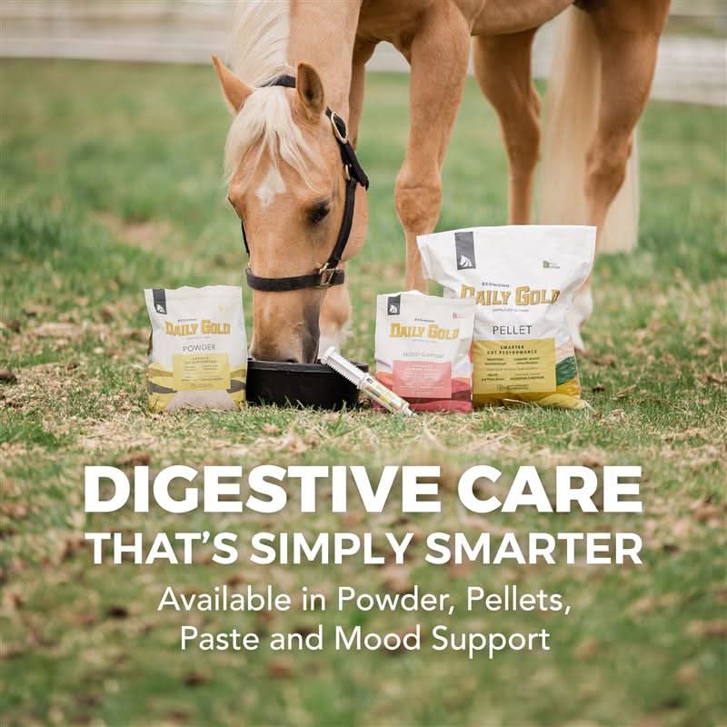 Preventative Winter Horse Care Tips for Cold Weather