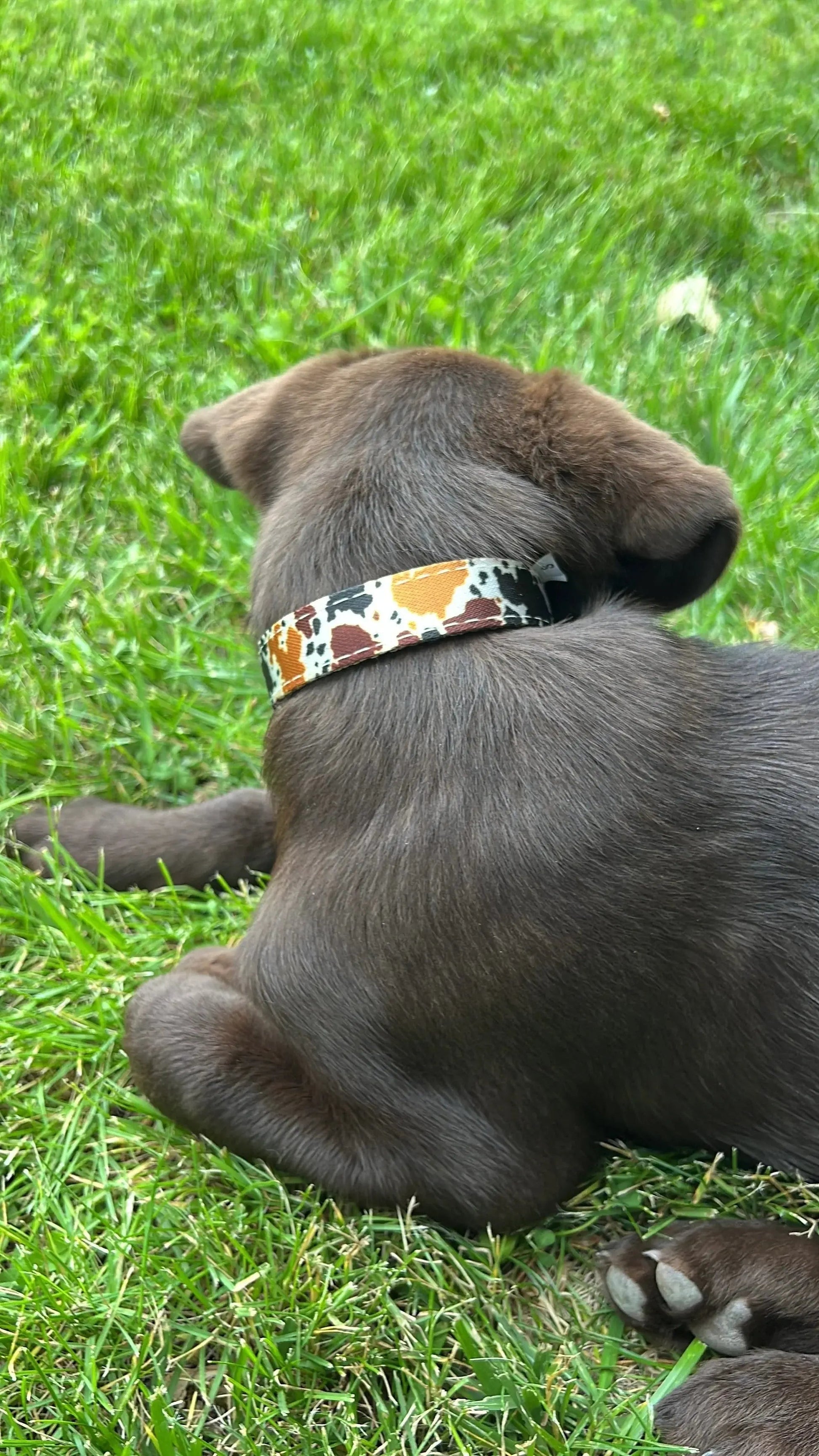 Cow print design nylon dog collar
