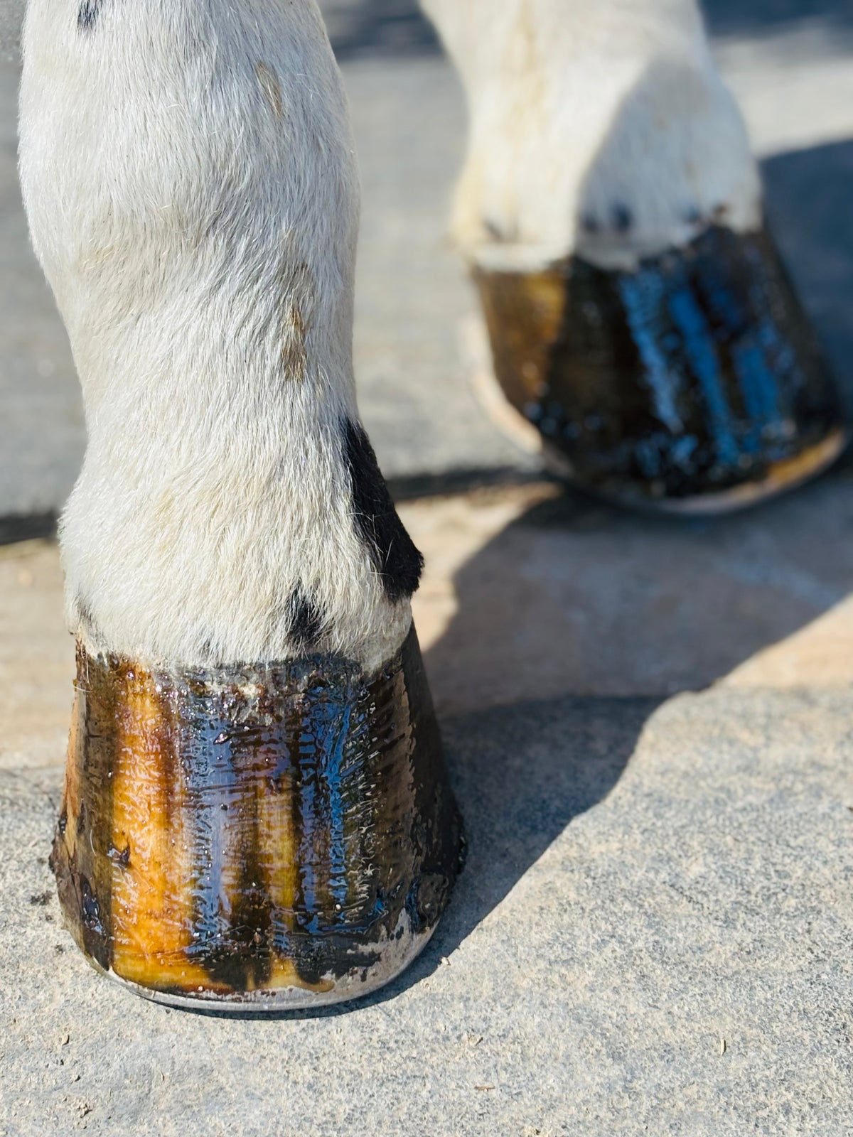 Horse Hoof PASTE & brush applicator 16 oz