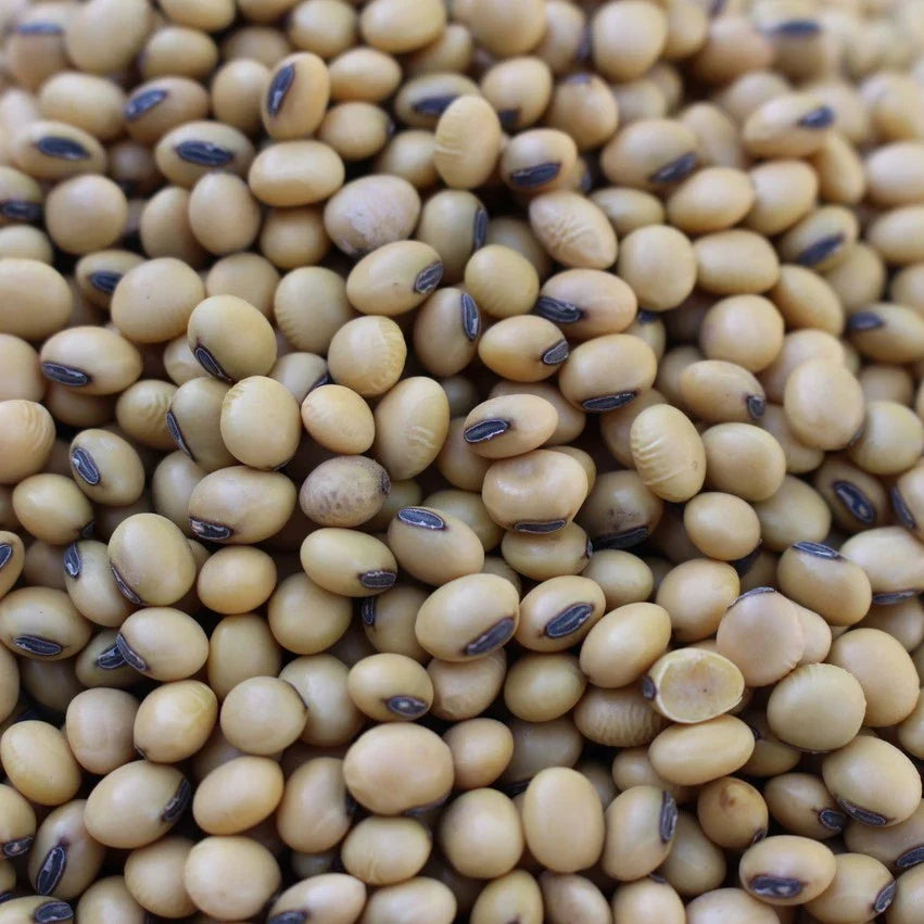 Tara Forage Soybean - 44 lb