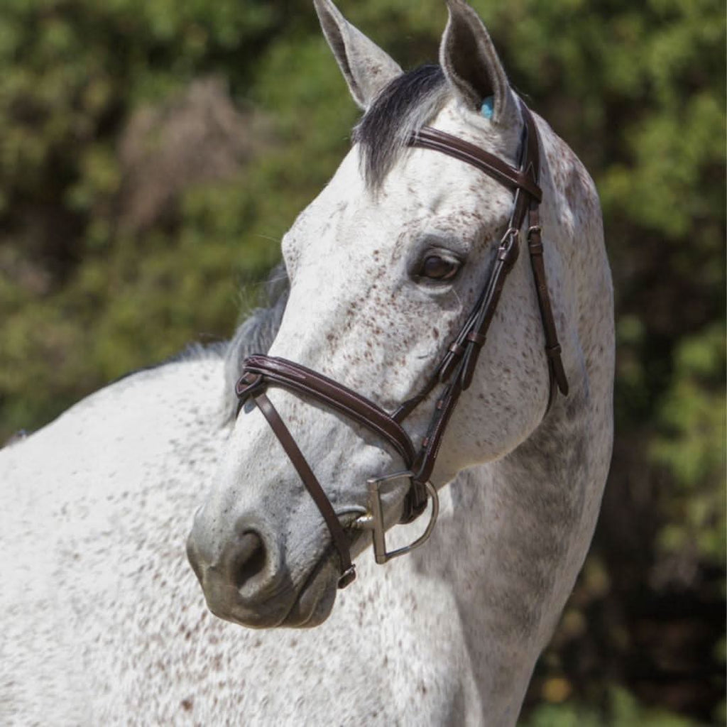 Replacement Noseband of ExionPro 'Phoenix' Convertible Jumping Bridle with Removable Flash