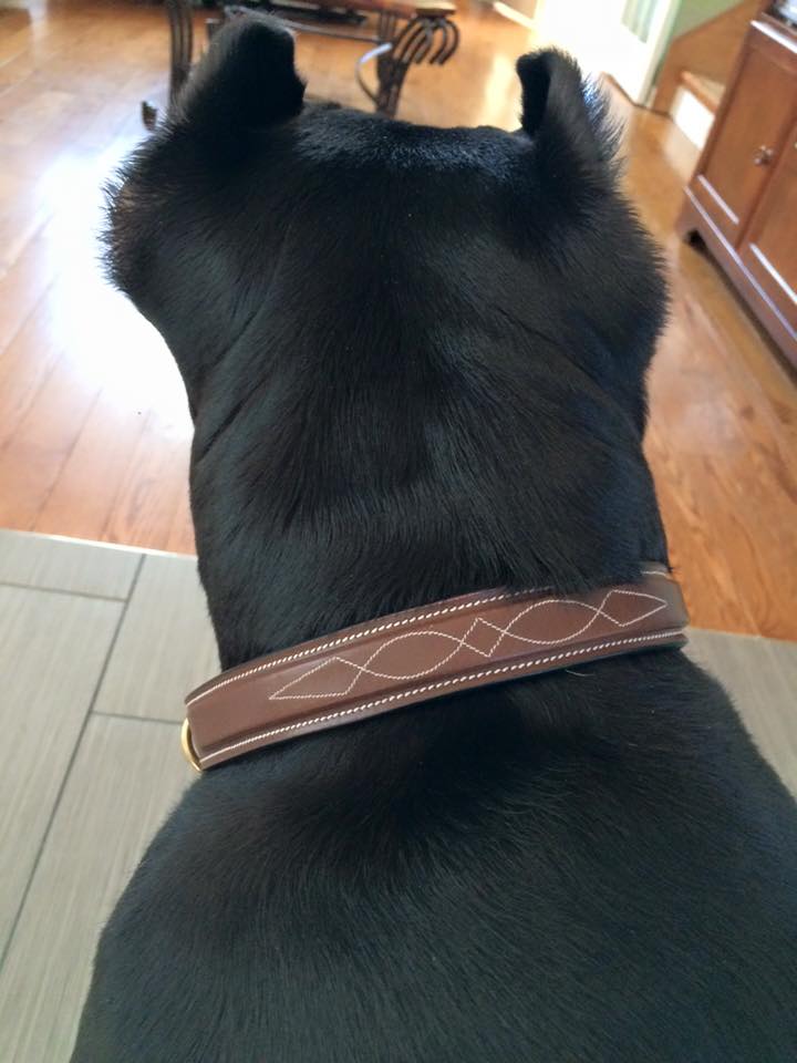 ExionPro Fancy Stitched Padded Leather Dog Collar - Oak Brown Padding