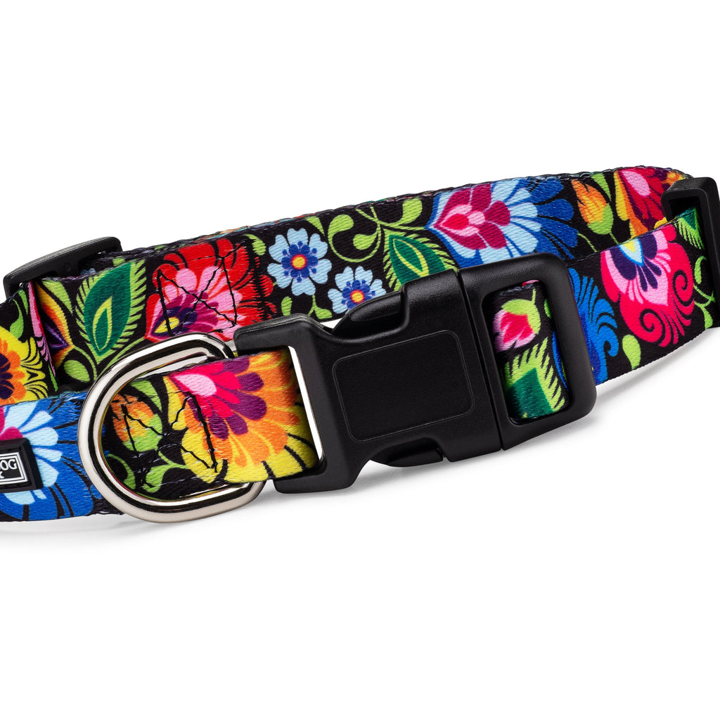 *Blackbird Dog Collar and Leash*