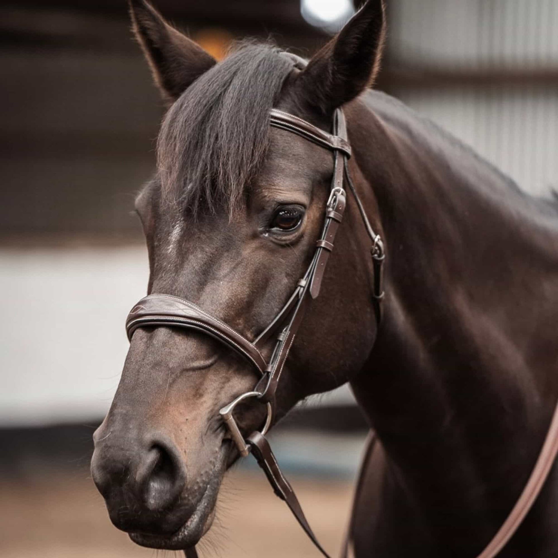 Replacement Noseband of ExionPro 'Perseus' Anatomical Jumping Bridle without Flash