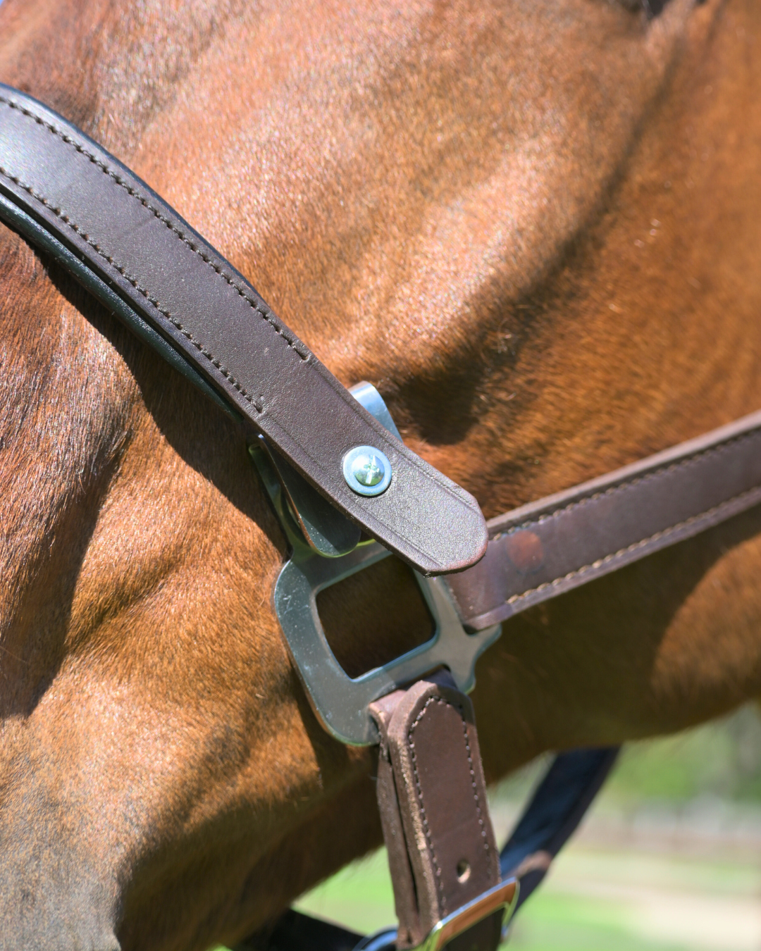 Magna Halter ™ in Blue with Fleece Nose and Fleece Crownpiece Leather Breakaway