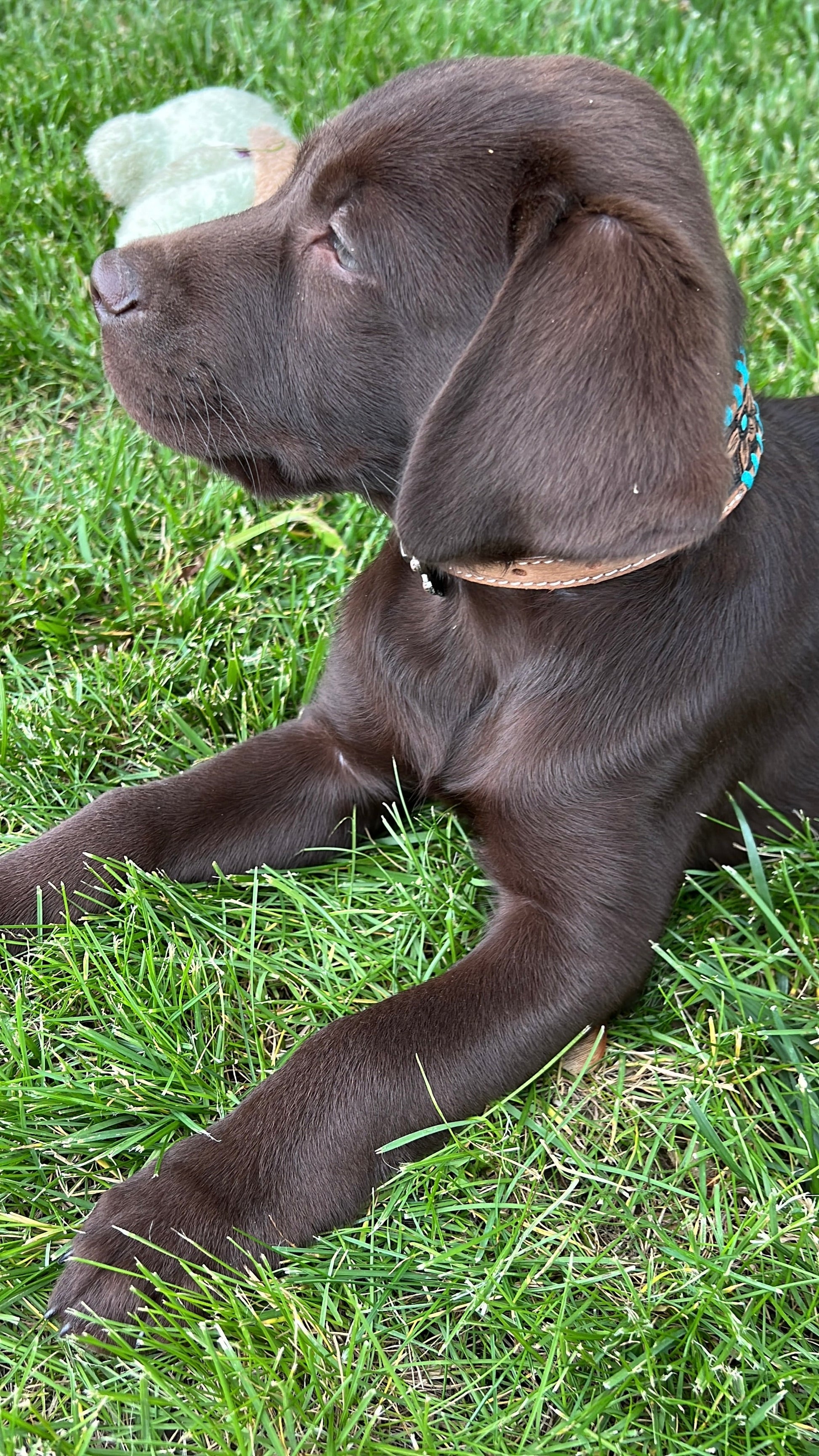Genuine leather dog collar with teal rawhide.
