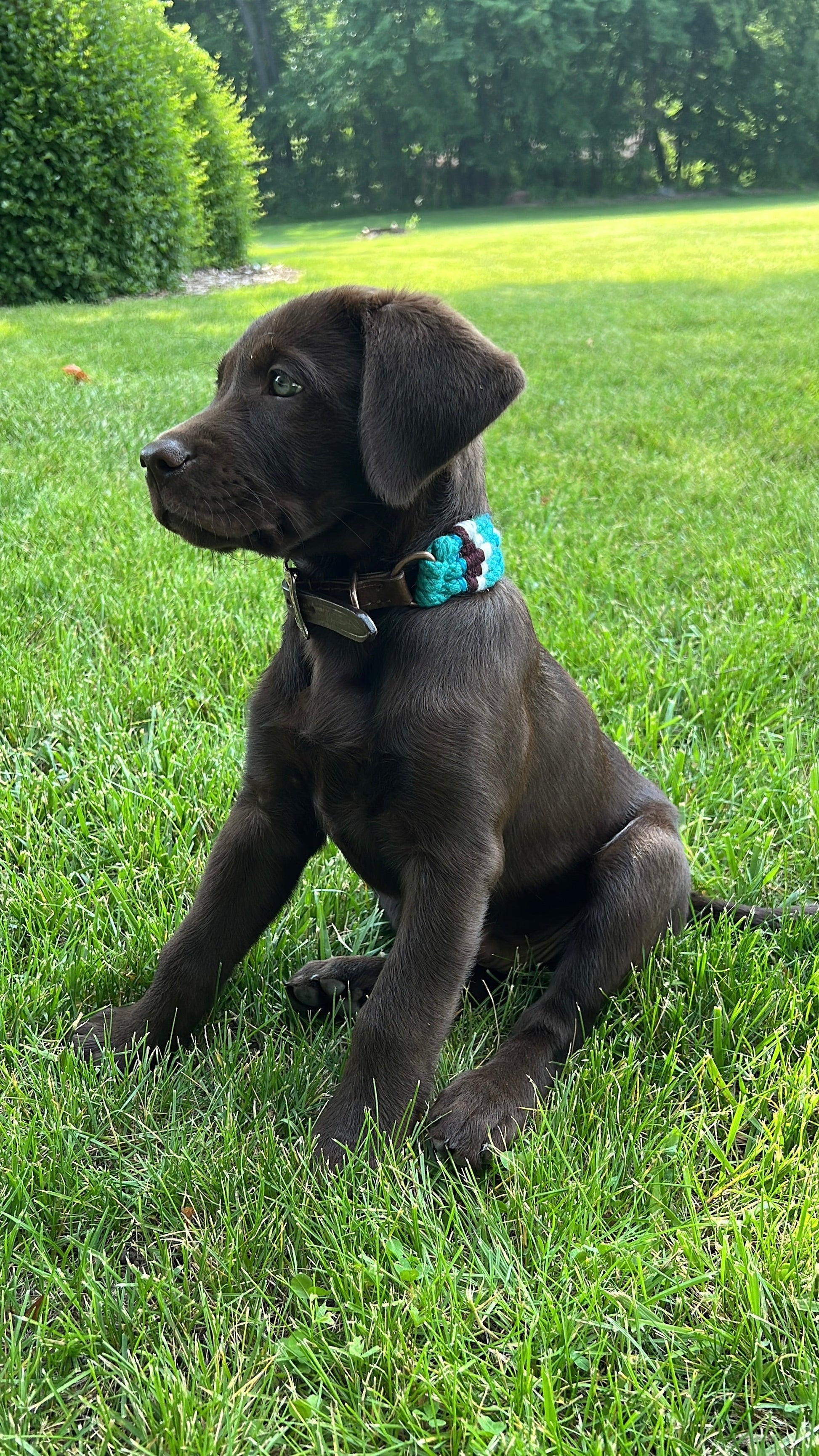 Corded Leather Dog Collar - Teal/White