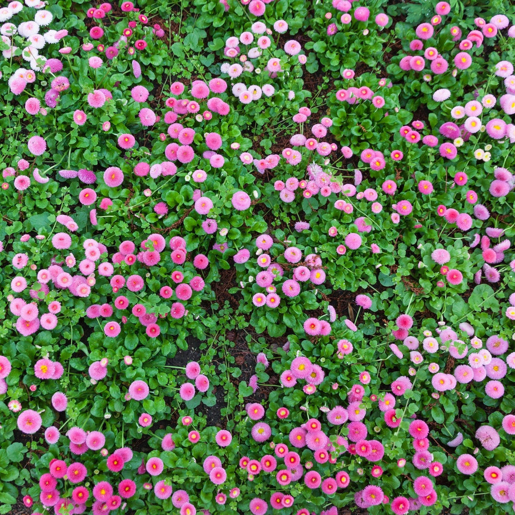 English Daisy 'Mixed' Seed Pouch