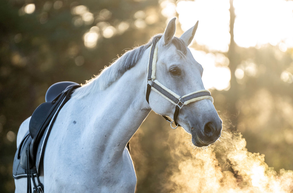 Stardust Grey Halter