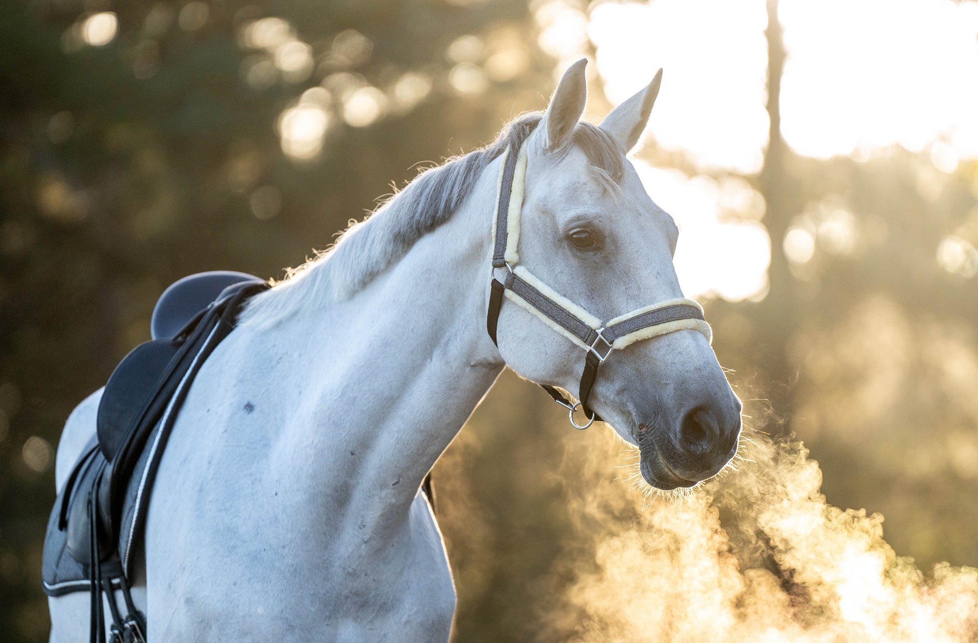 Stardust Grey Halter