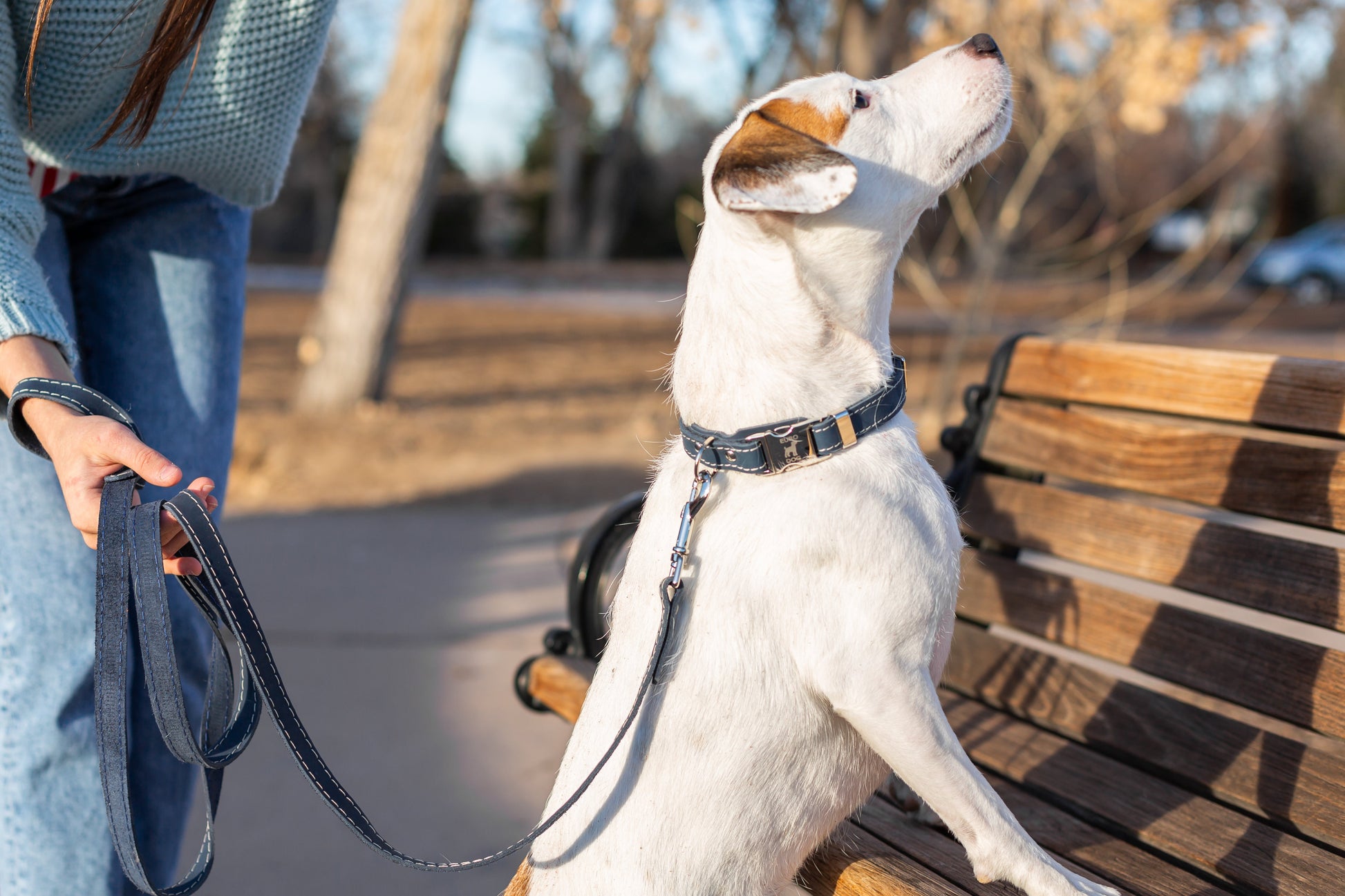 Pro Line Quick-Release Blue Jeans Leather Dog Collar with Metal Buckle