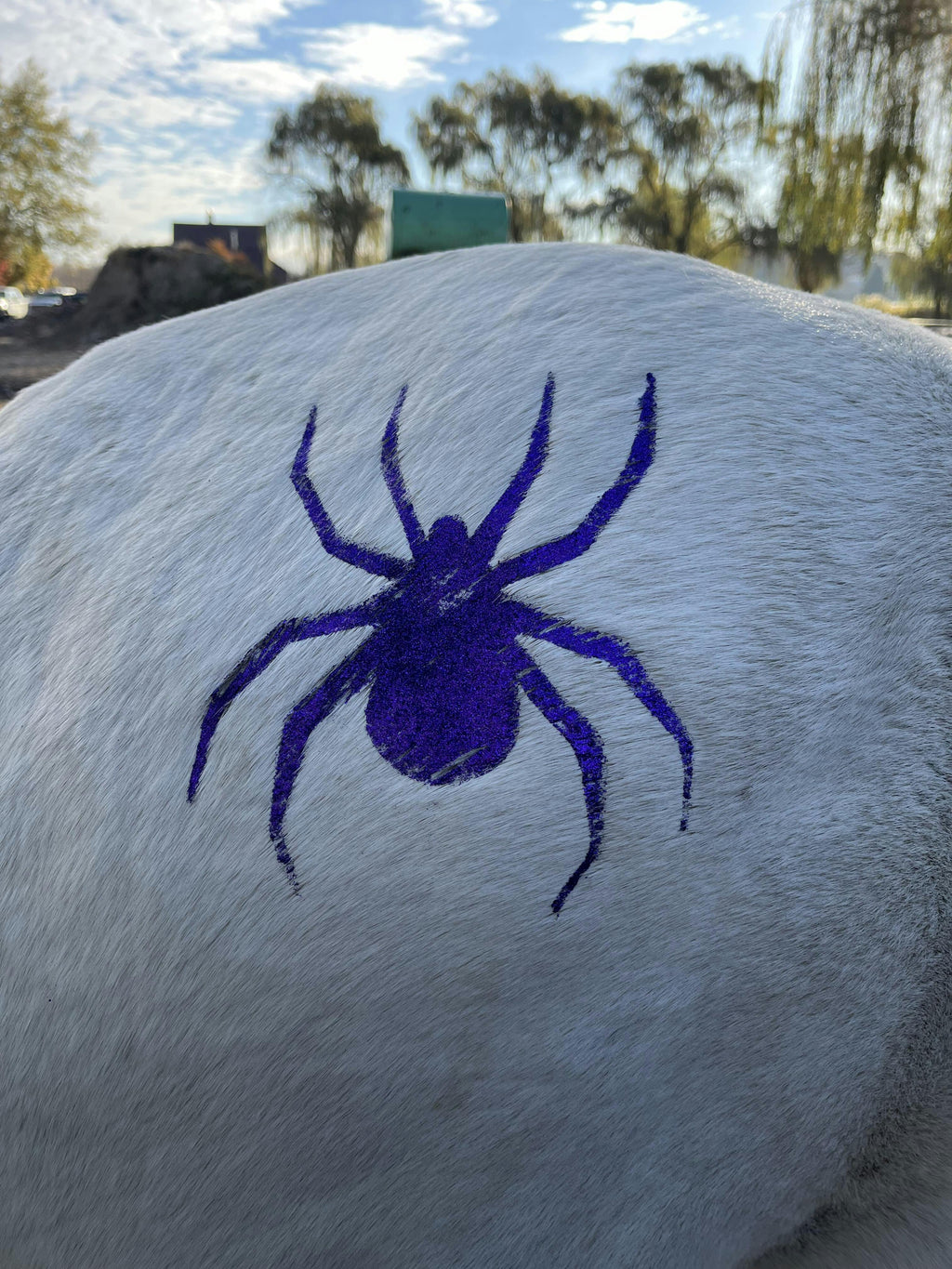 Spider Minimarx