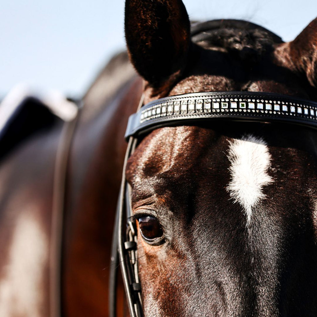 B&W Browband