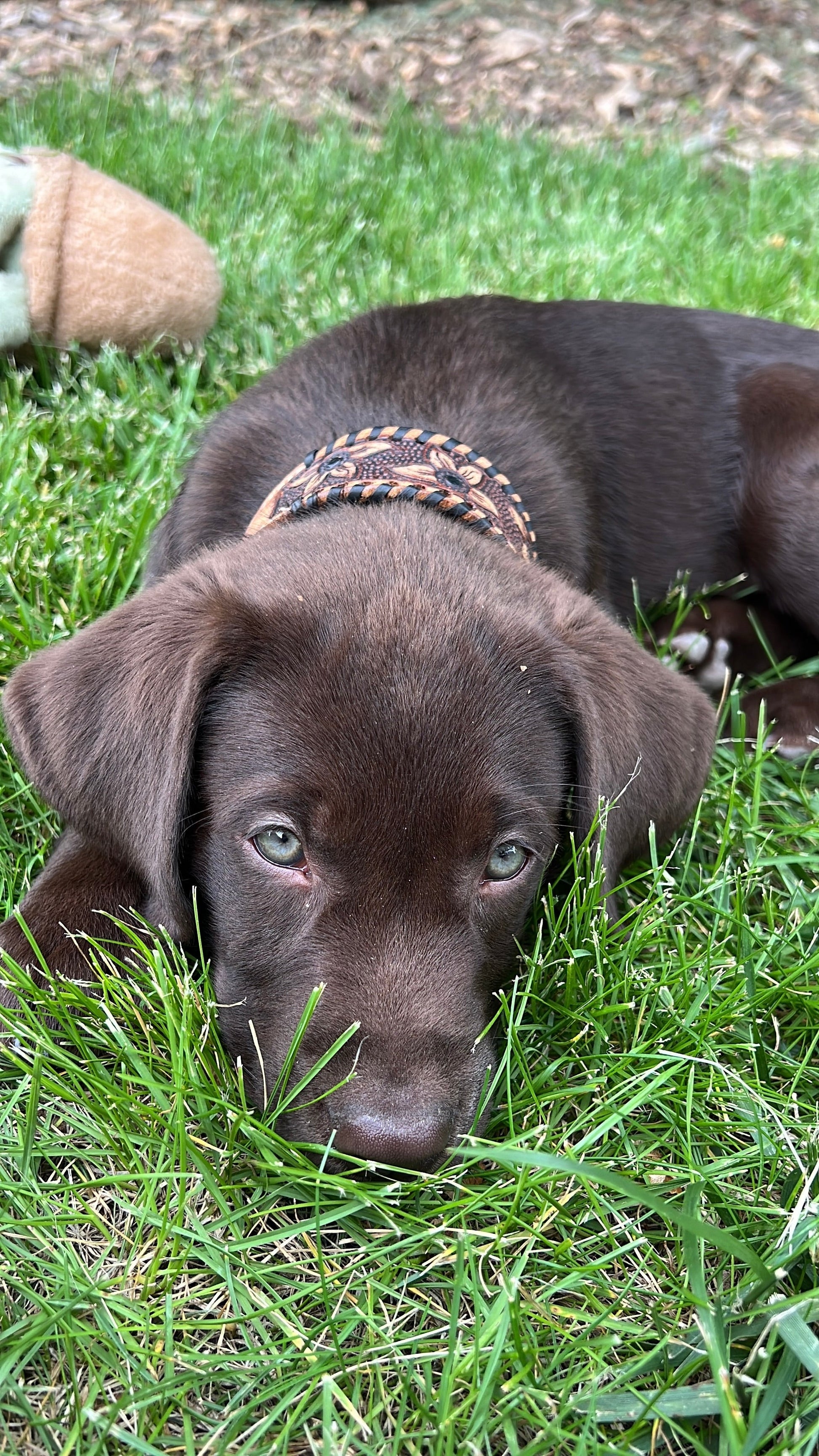 Genuine leather dog collar with black rawhide.