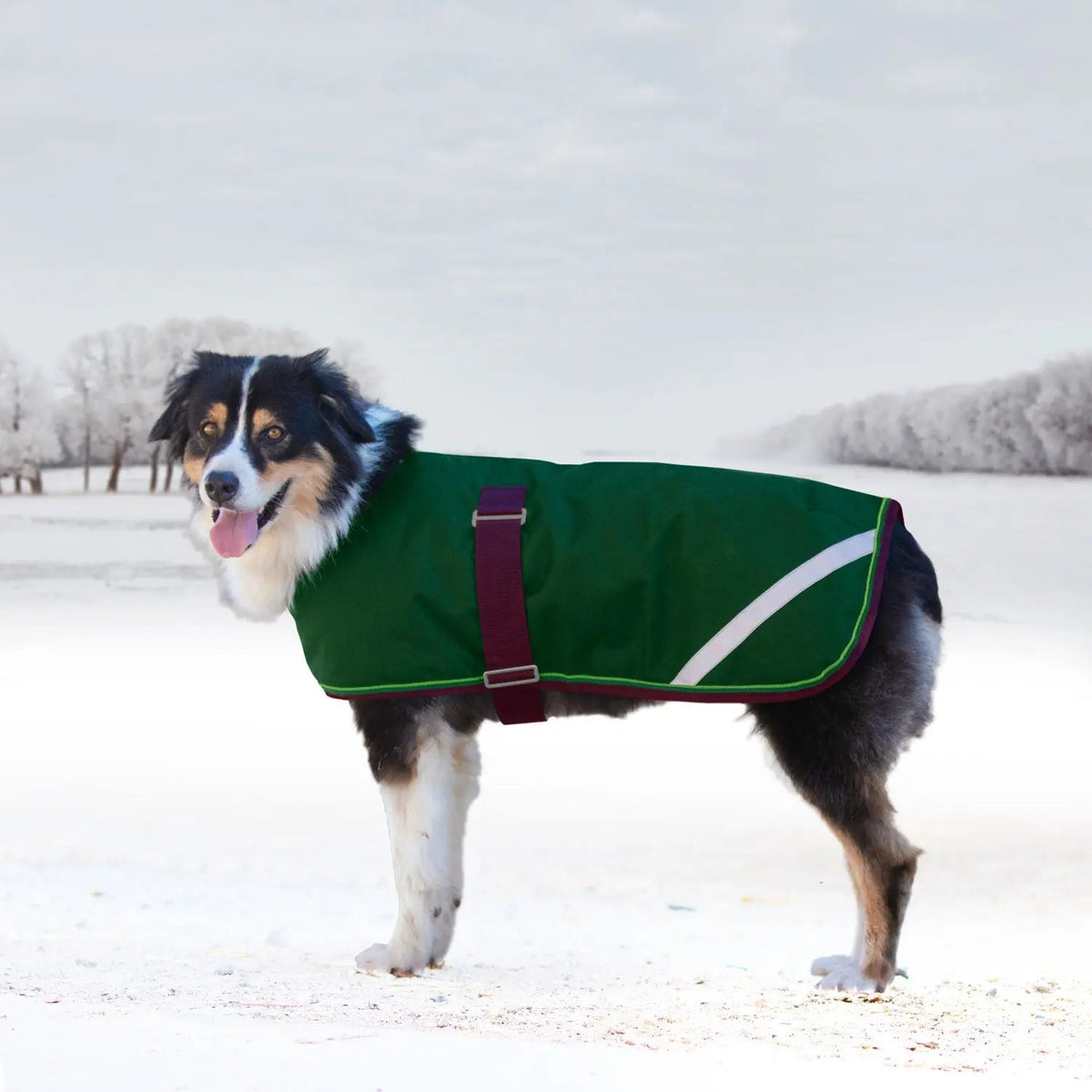 Winter Dog Coat - 180G Medium Weight - Waterproof & Breathable