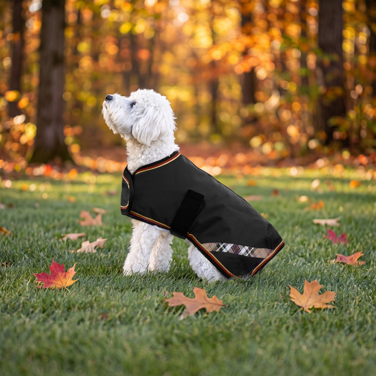 New Winter Dog Coat - 180G Medium Weight - Waterproof & Breathable
