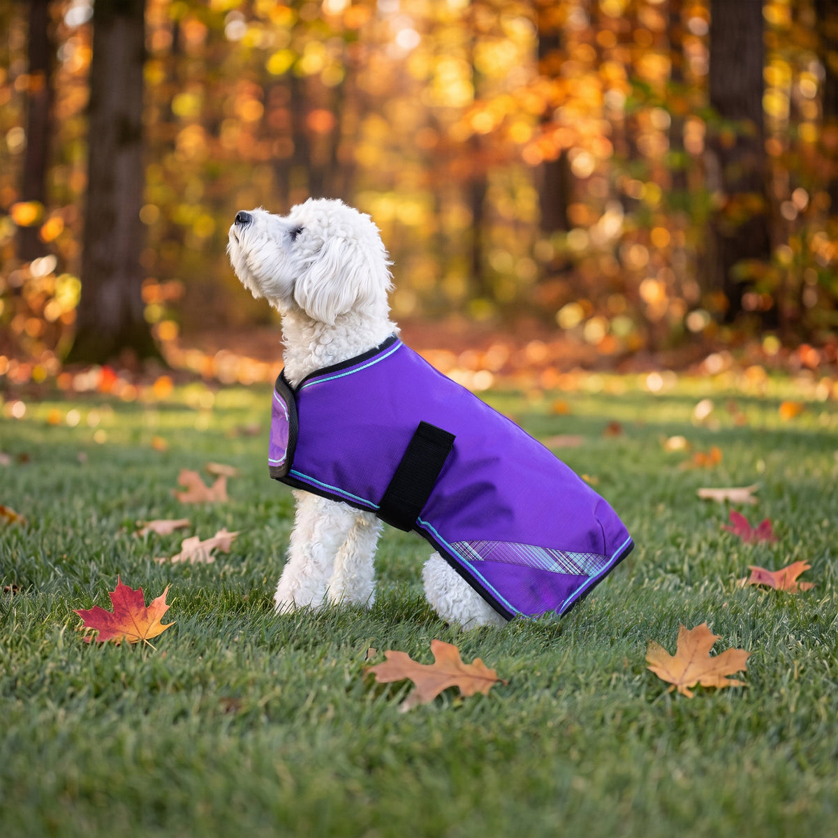 New Winter Dog Coat - 180G Medium Weight - Waterproof & Breathable