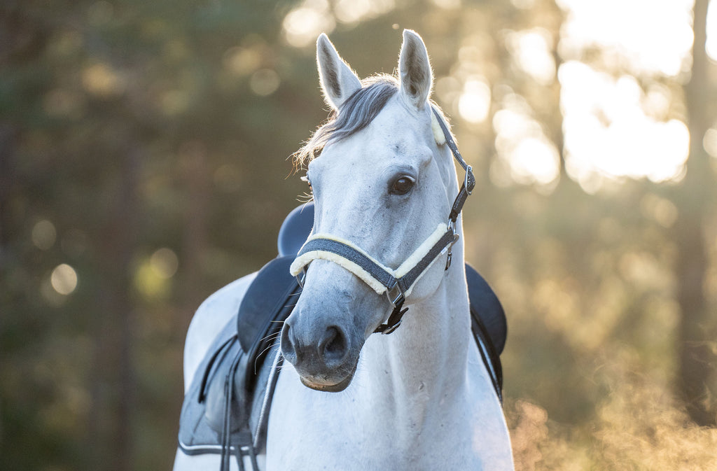 Stardust Grey Halter