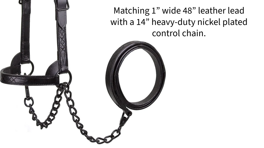 Derby Originals Midnight All Black Flat Fancy Stitch Leather Cattle Show Halter, Small/Medium/Large, Adjustable Fit with 48" Lead and 14" Chain, Durable Hardware, Ideal for Shows, 1-Year Warranty