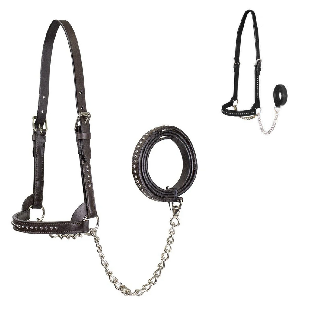 Derby Originals New and Improved Premium Show Spotted Flat Leather Cattle Show Halter, Small/Medium/Large, Adjustable Fit with 48" Lead and 14" Chain, Durable Hardware, 1-Year Warranty