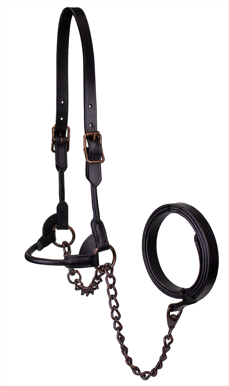 Derby Originals Bronze Beauty Rolled Leather Cattle Show Halter, Small/Medium/Large, Adjustable Fit with 48" Lead and 14" Chain, Durable Bronze Hardware, Ideal for Shows, 1-Year Warranty