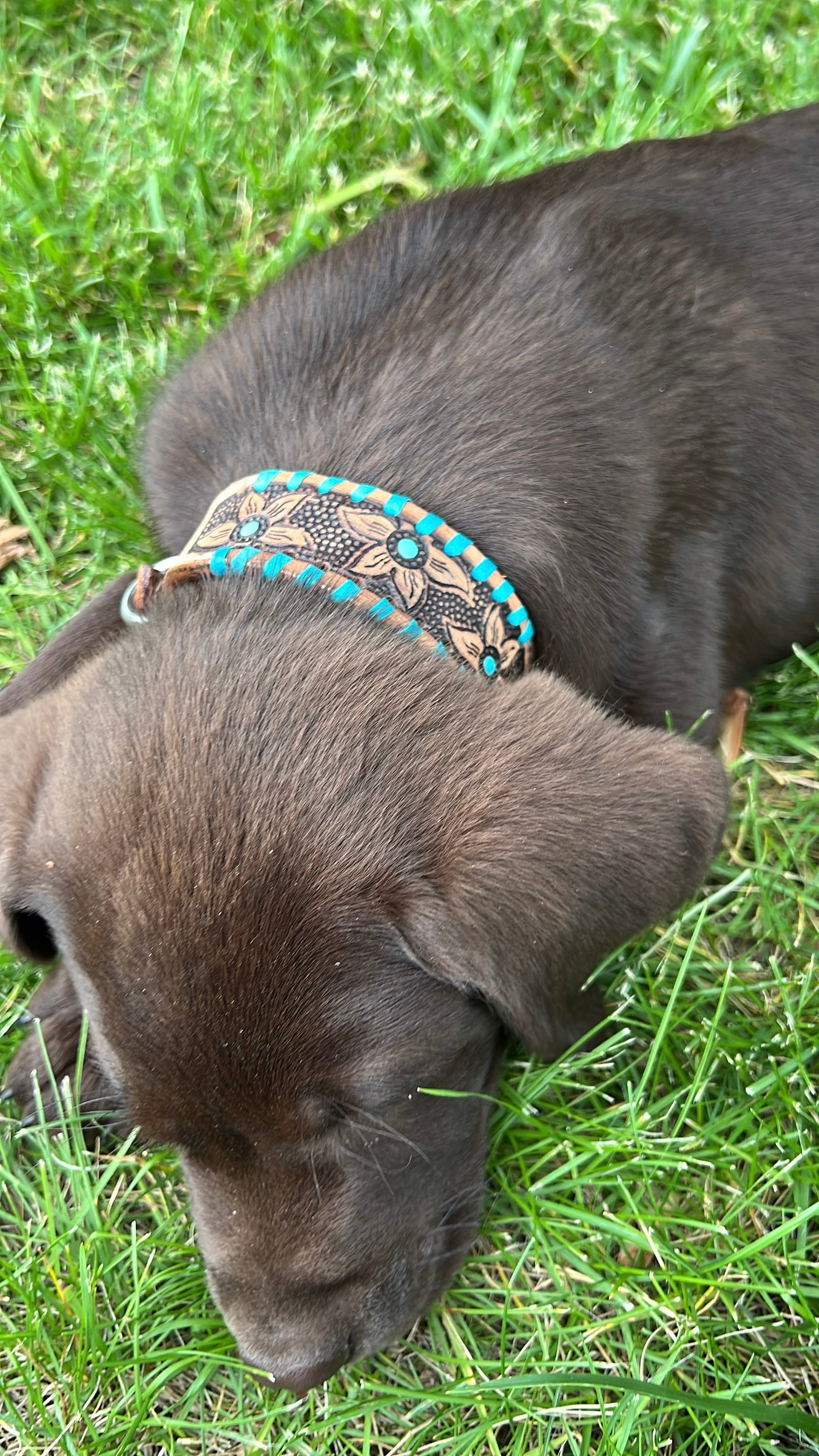 Genuine leather dog collar with teal rawhide.