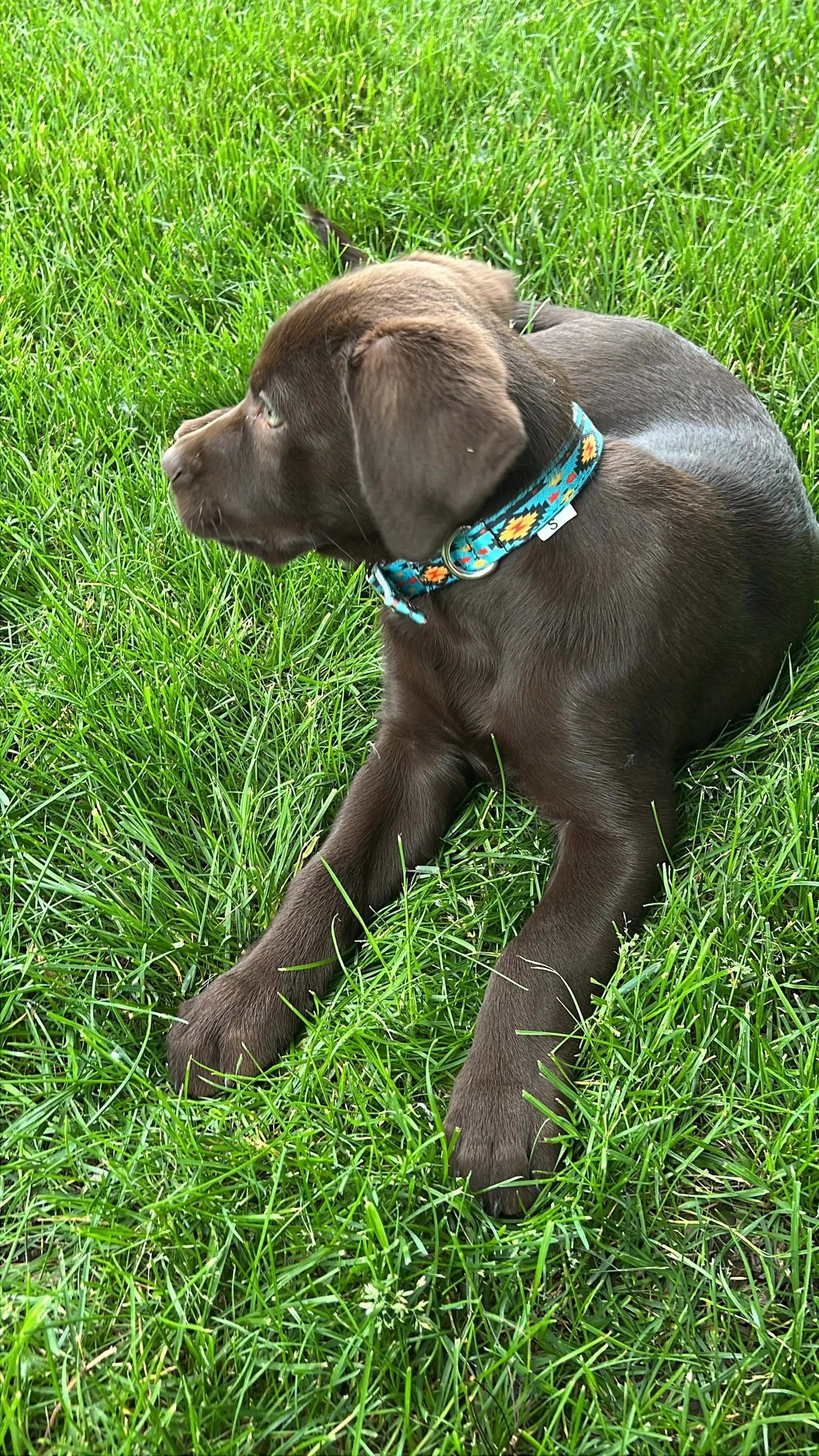 Teal Southwest designed nylon dog collar