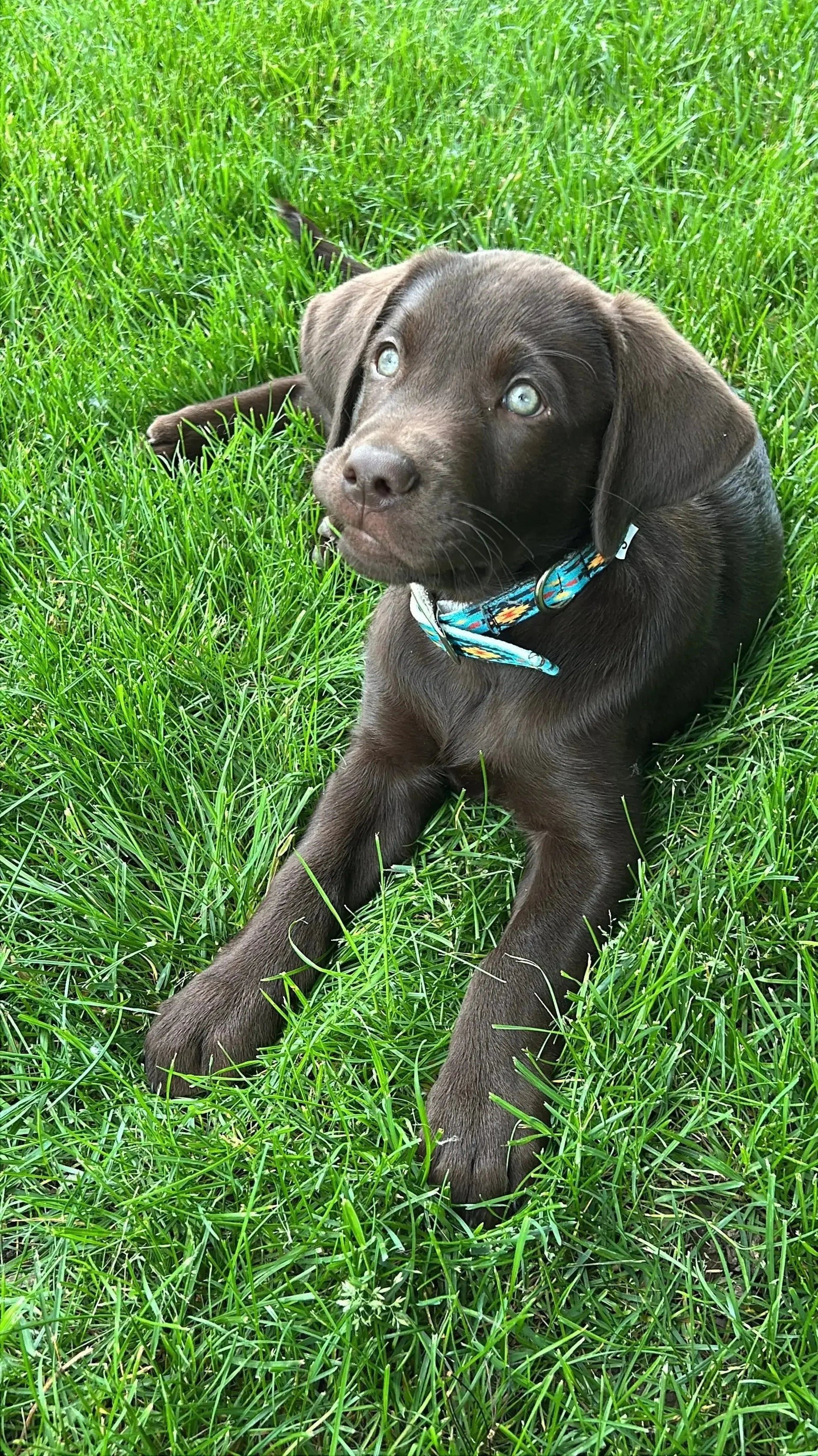 Teal Southwest designed nylon dog collar
