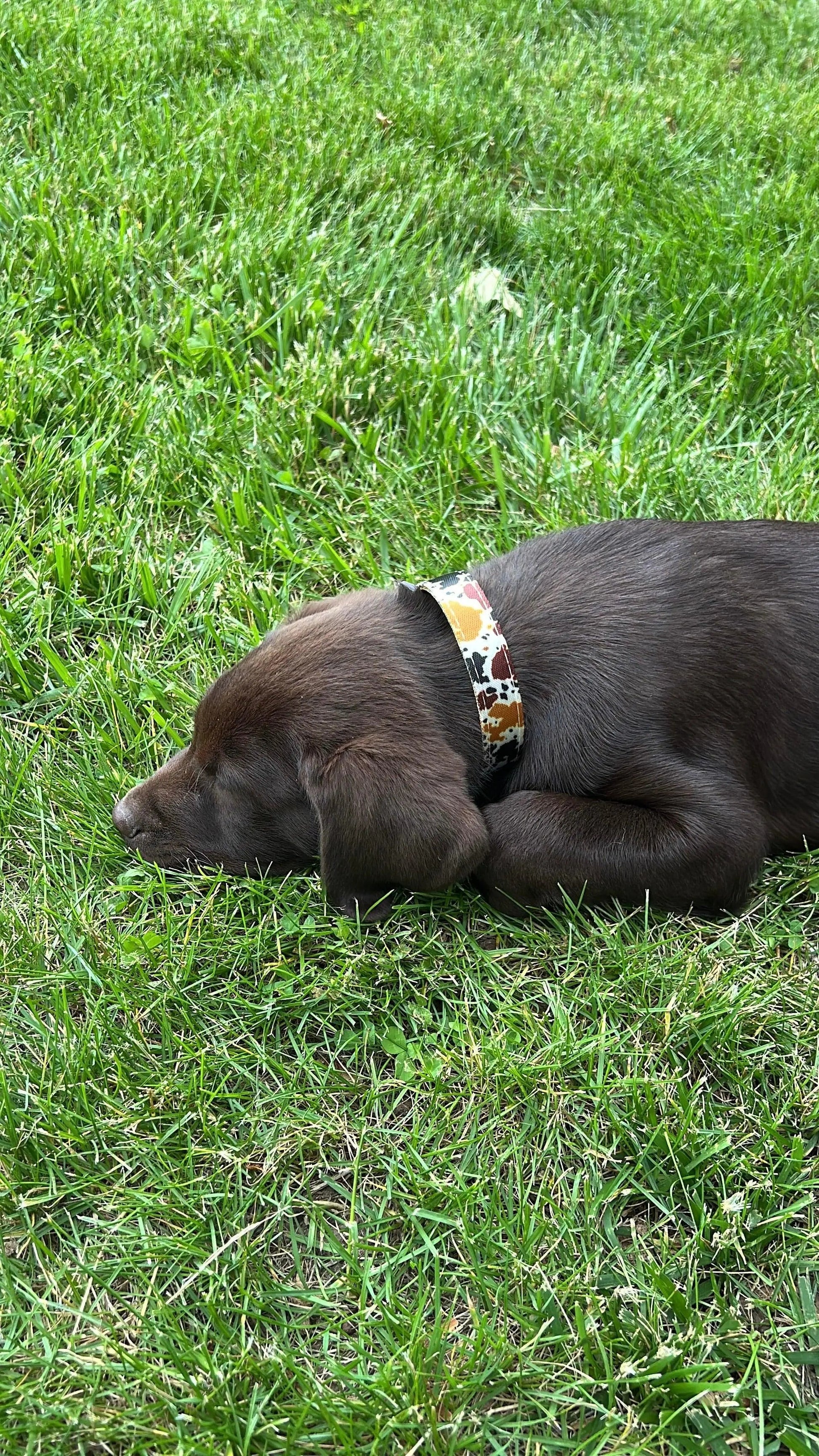 Cow print design nylon dog collar