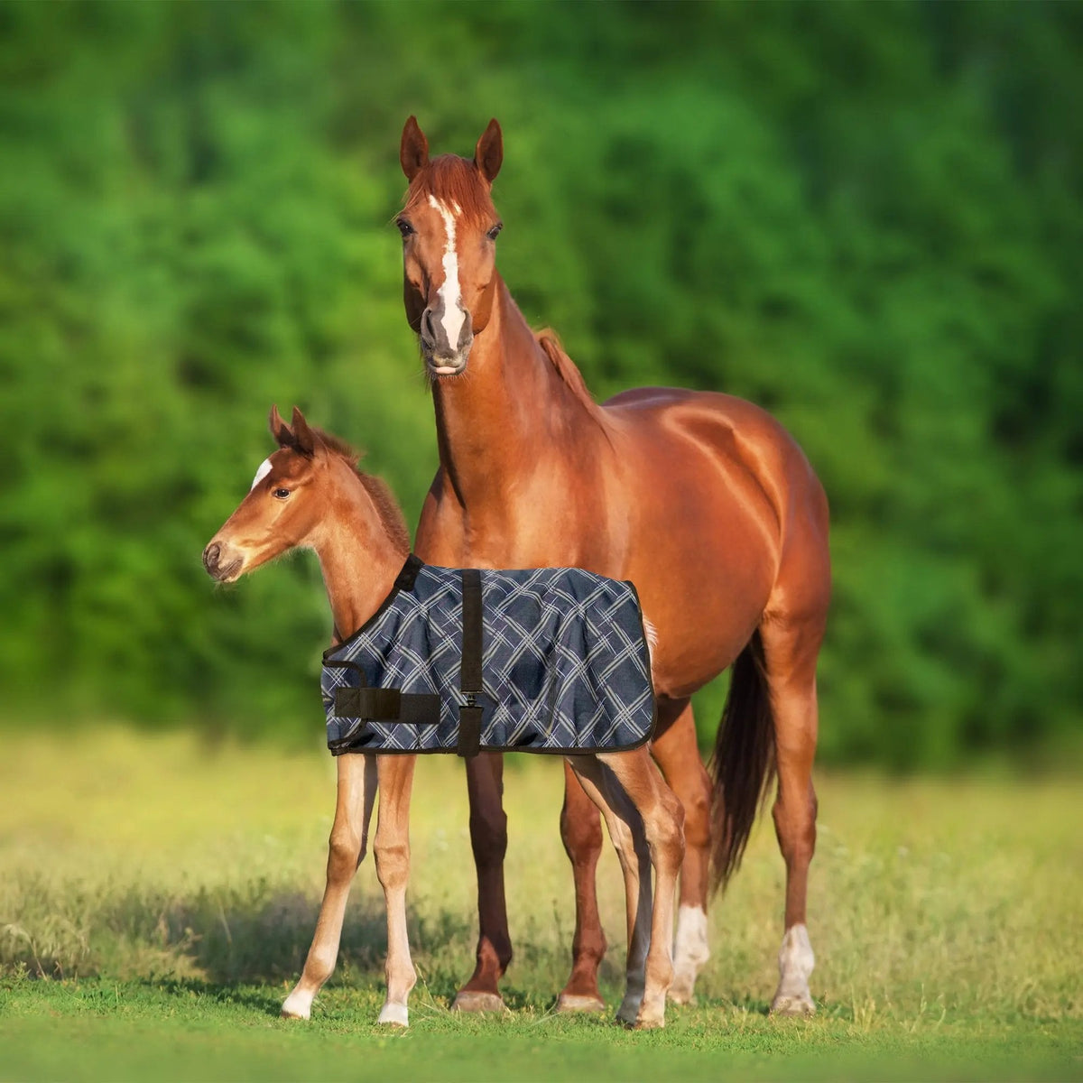1200D Adjustable Foal 180G Medium Weight Winter Turnout Blanket - Waterproof & Breathable