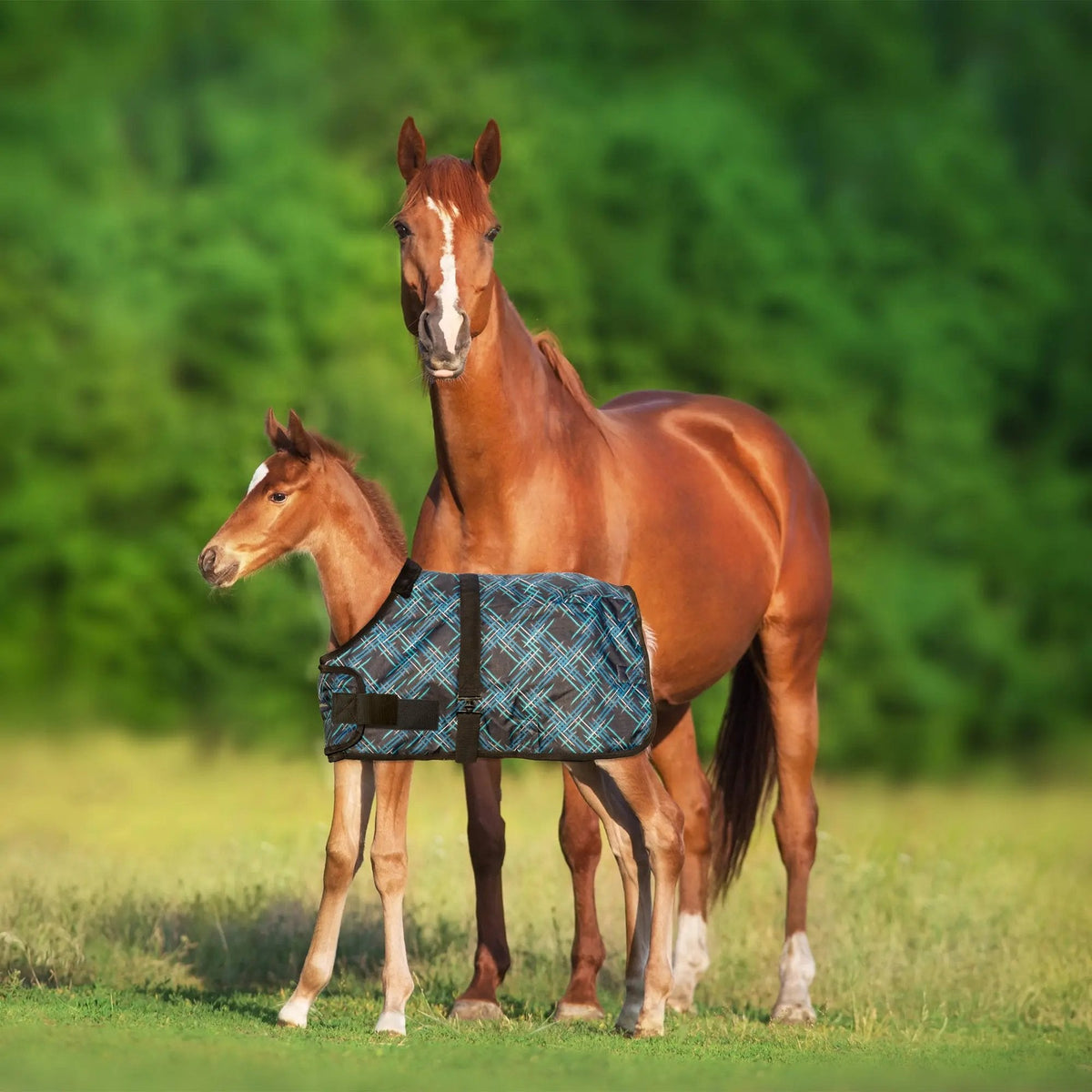1200D Adjustable Foal 180G Medium Weight Winter Turnout Blanket - Waterproof & Breathable