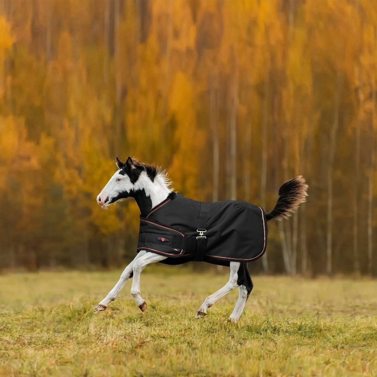 1200D Adjustable Foal 180G Medium Weight Winter Turnout Blanket - Waterproof & Breathable