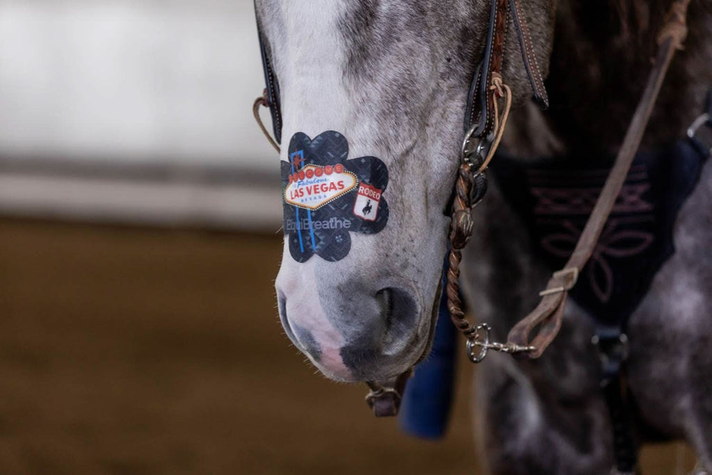 EquiBreathe™ Equine Nasal Patch - Vegas