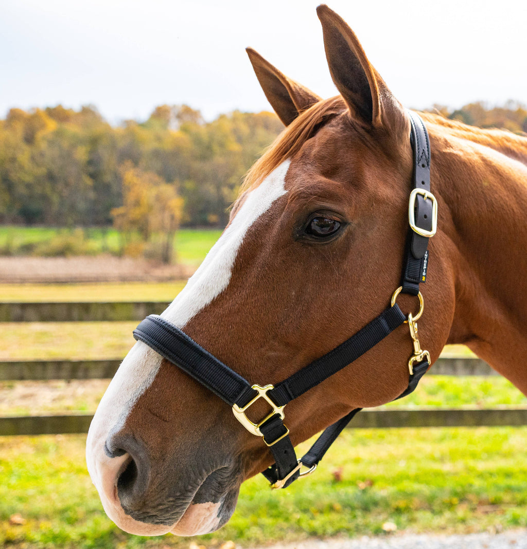 Premium Nylon Breakaway Halter with Padded Crown/Nose