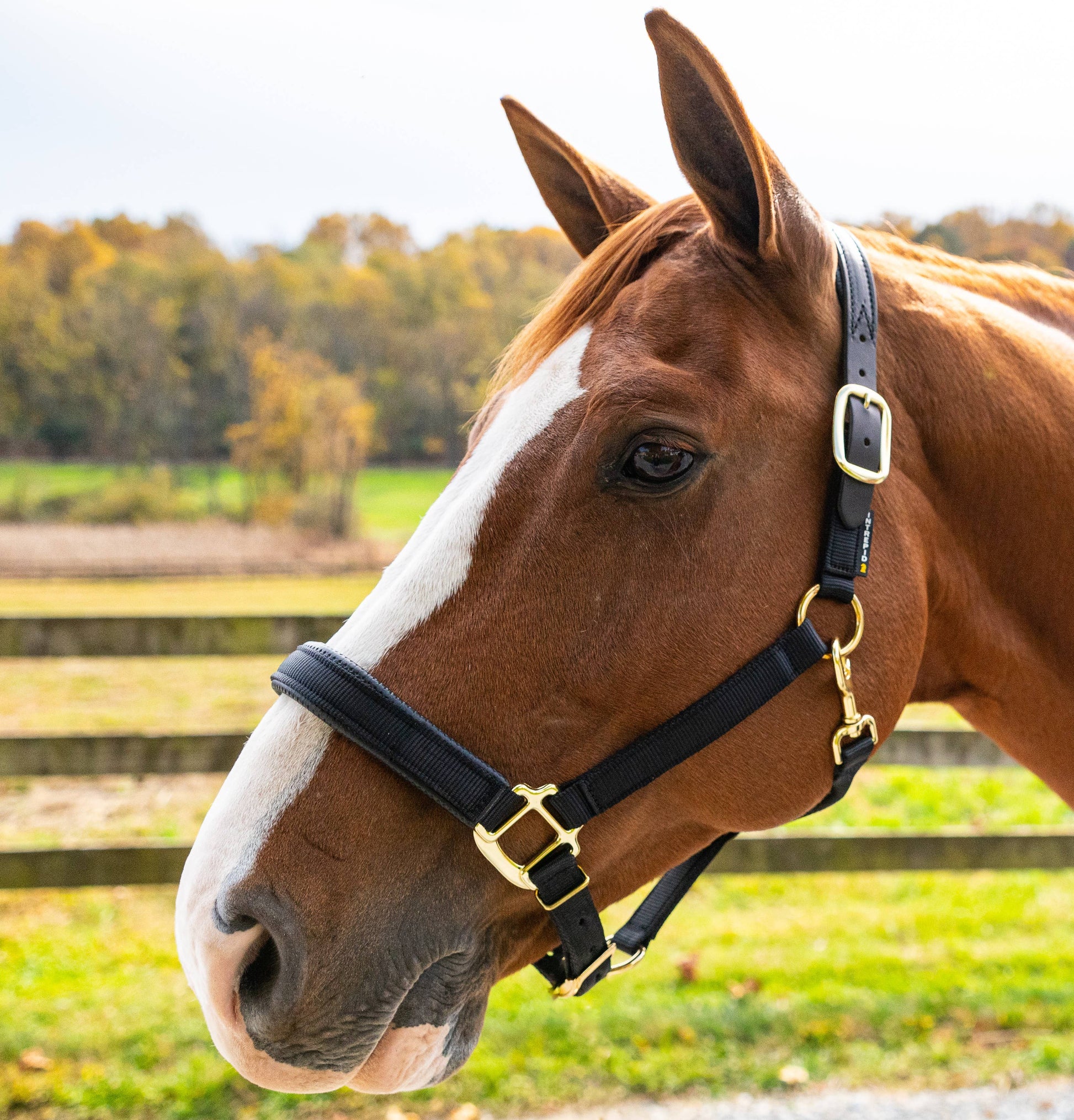 Premium Nylon Breakaway Halter with Padded Crown/Nose