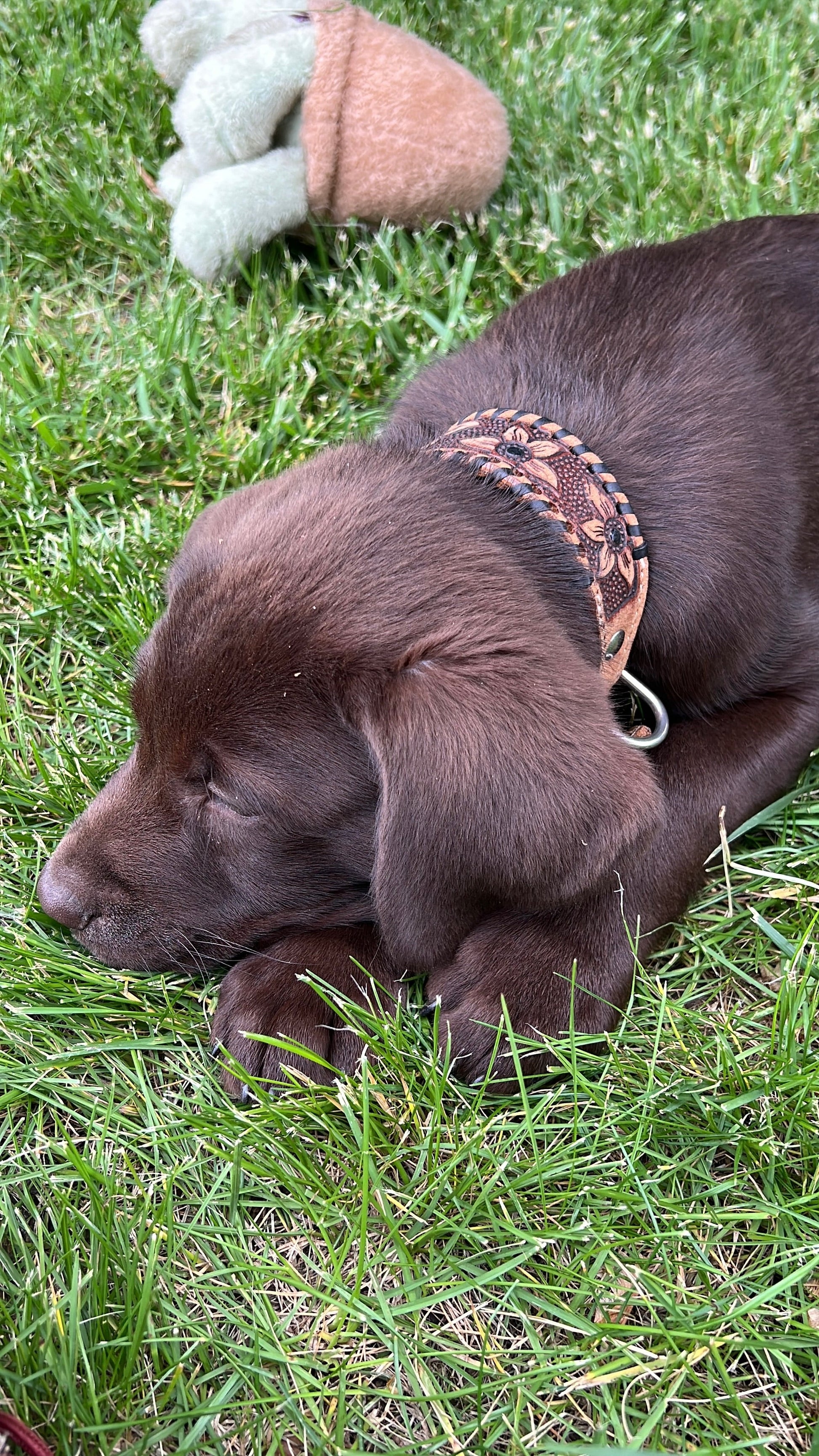 Genuine leather dog collar with black rawhide.