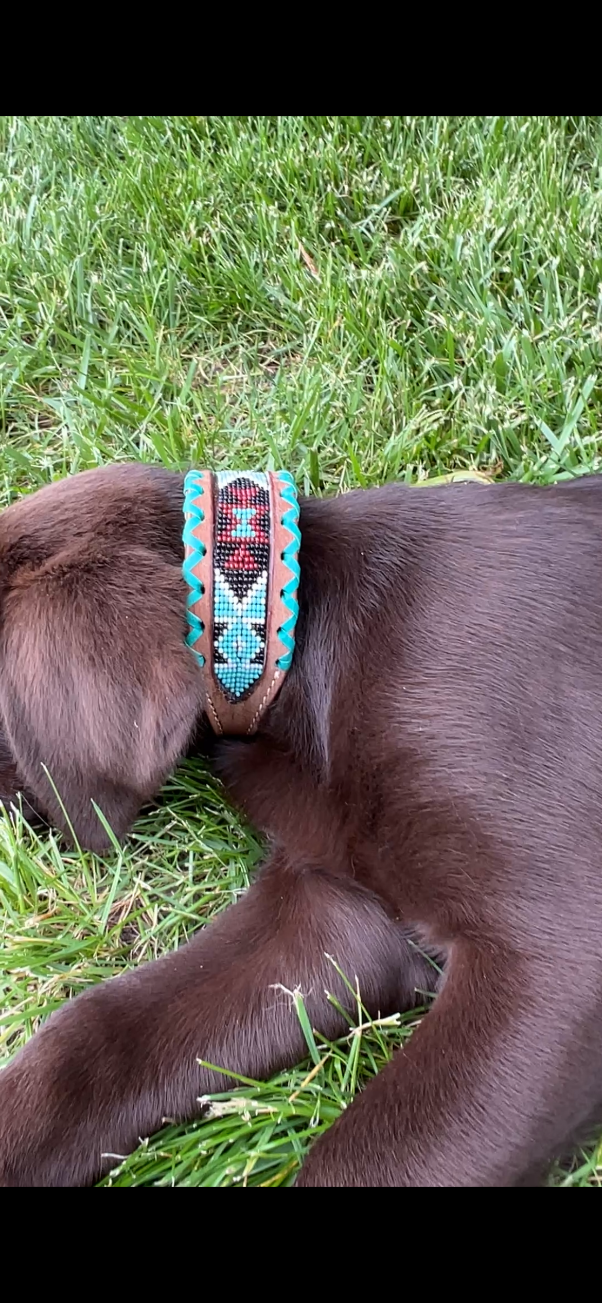 Genuine leather dog collar with teal, white, and burgundy  beaded inlay design, a rawhide wrapped edge