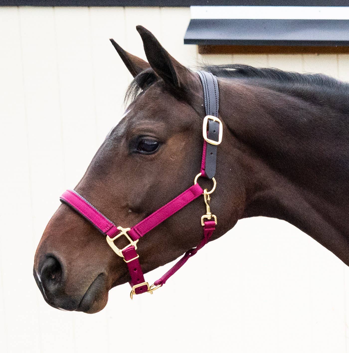 Premium Nylon Breakaway Halter with Padded Crown/Nose