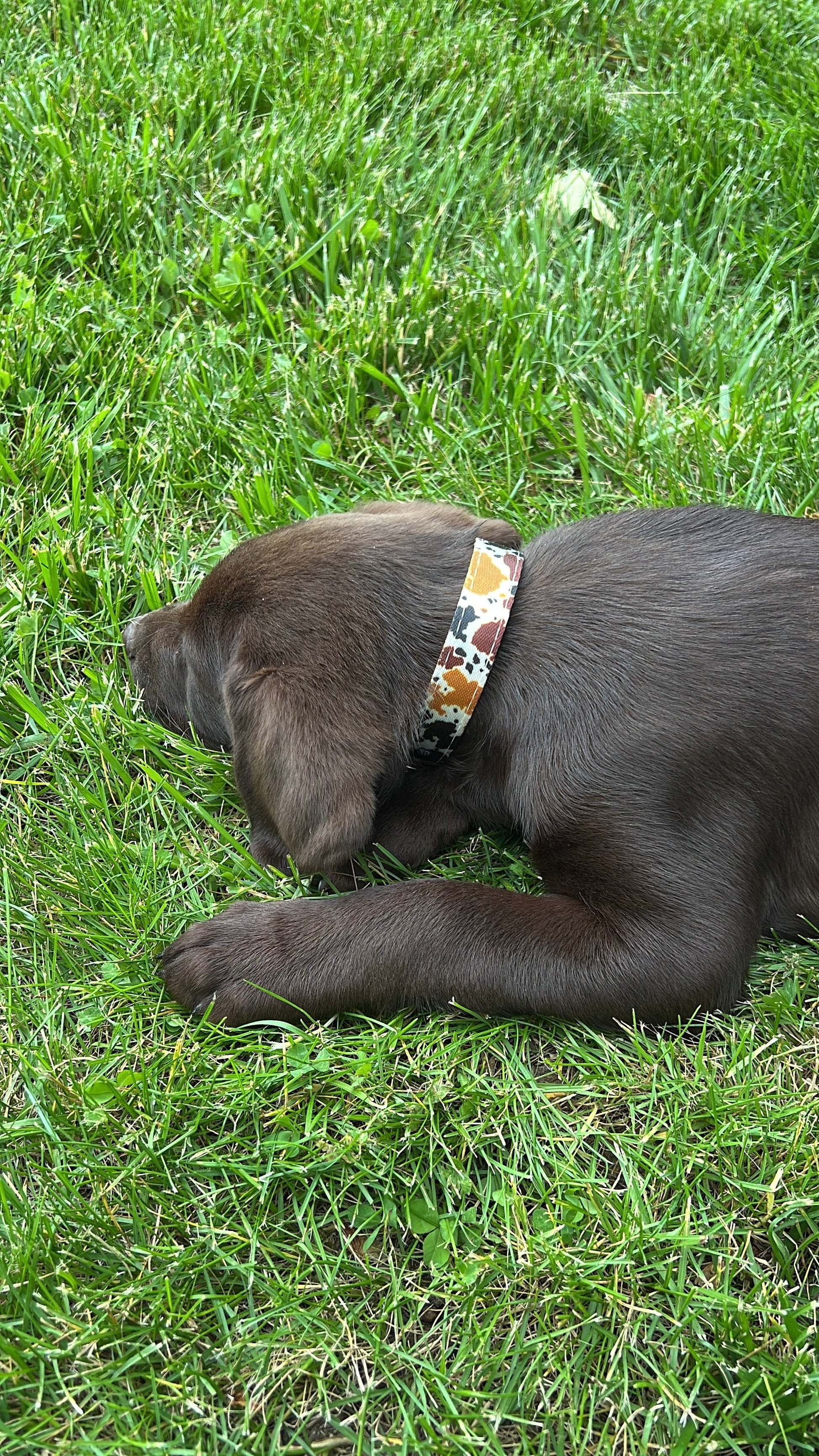 Cow print design nylon dog collar