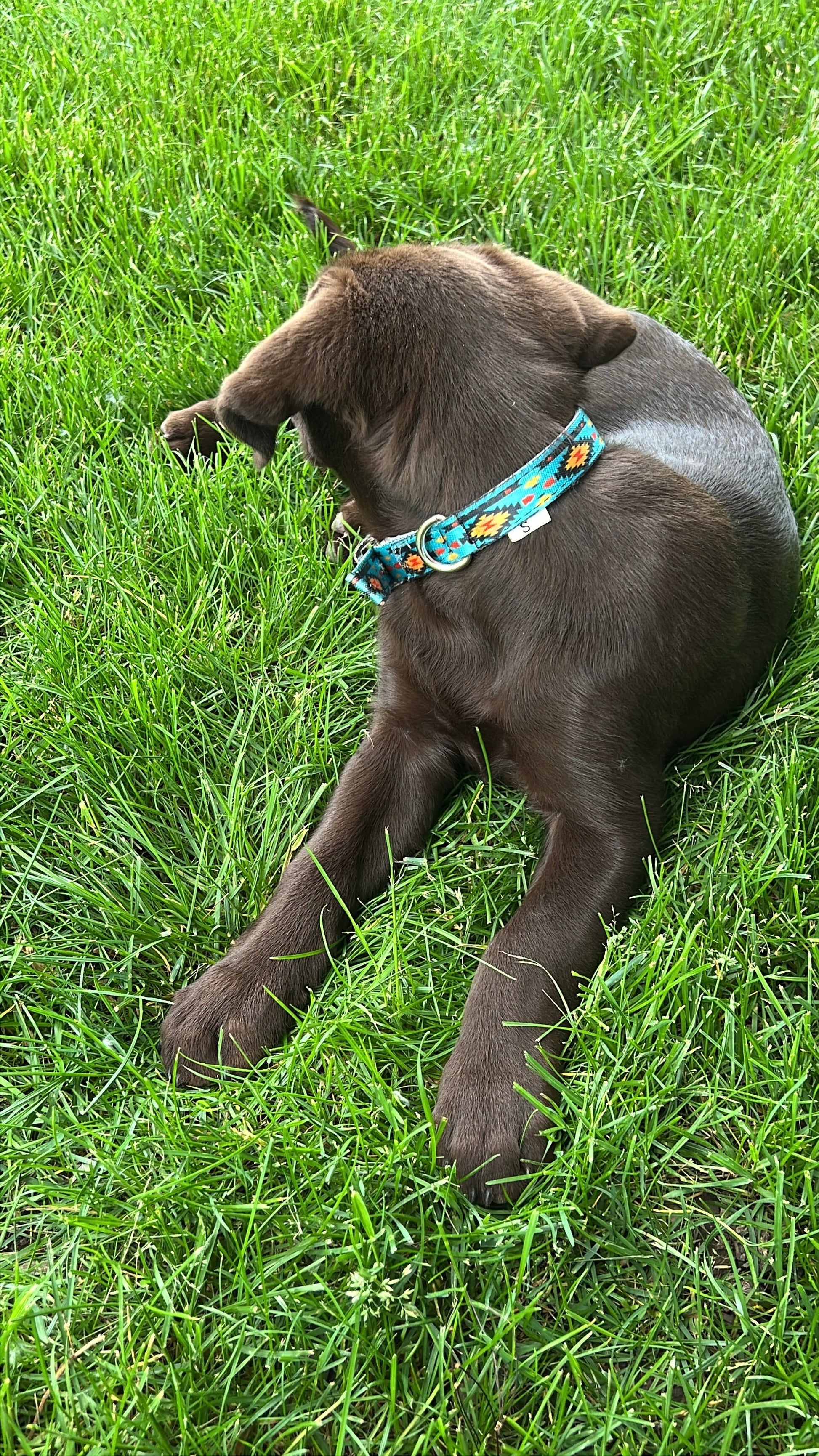 Teal Southwest designed nylon dog collar