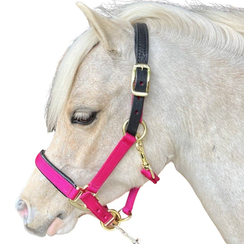Premium Nylon Breakaway Halter with Padded Crown/Nose