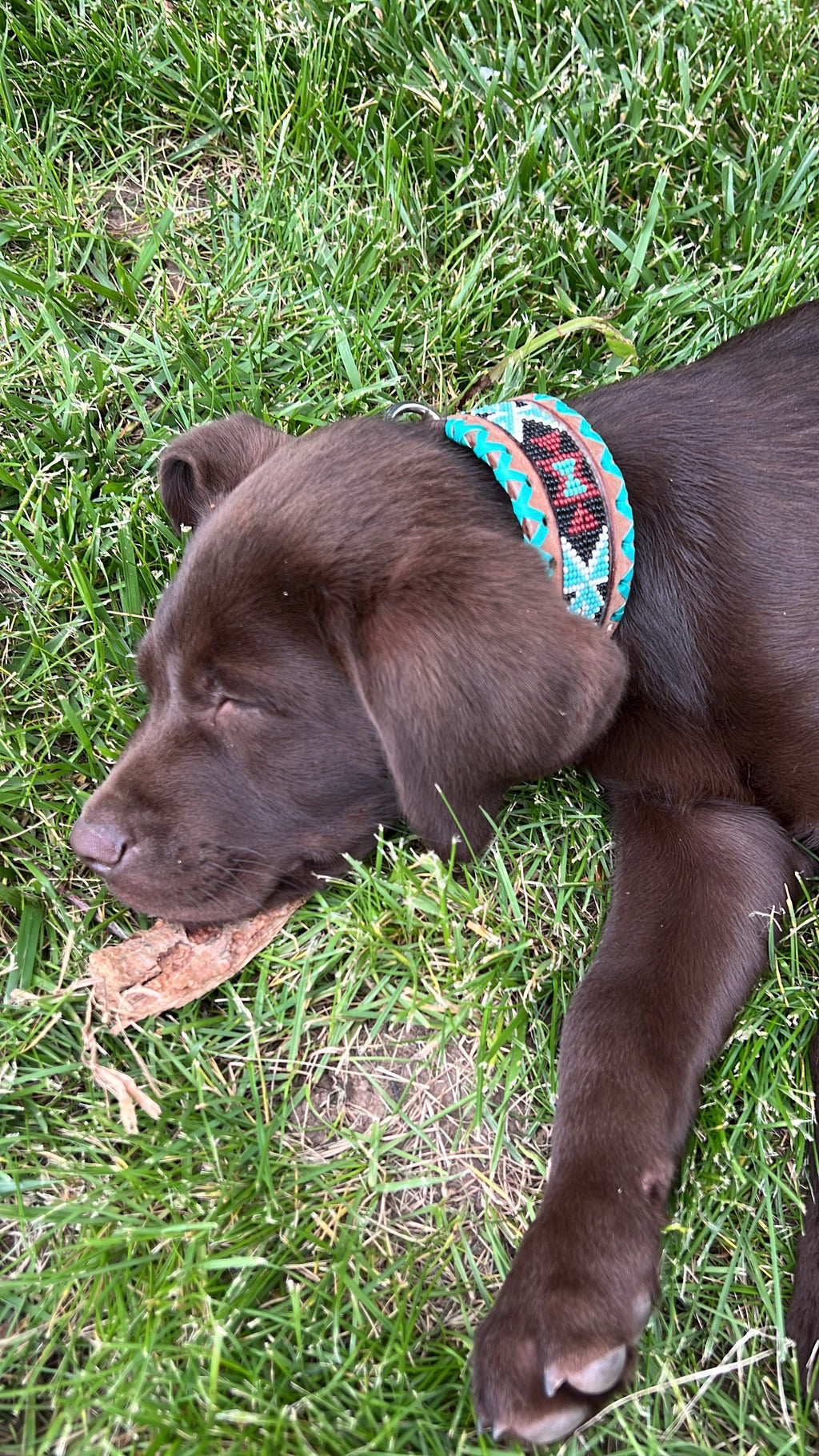 Genuine leather dog collar with teal, white, and burgundy  beaded inlay design, a rawhide wrapped edge