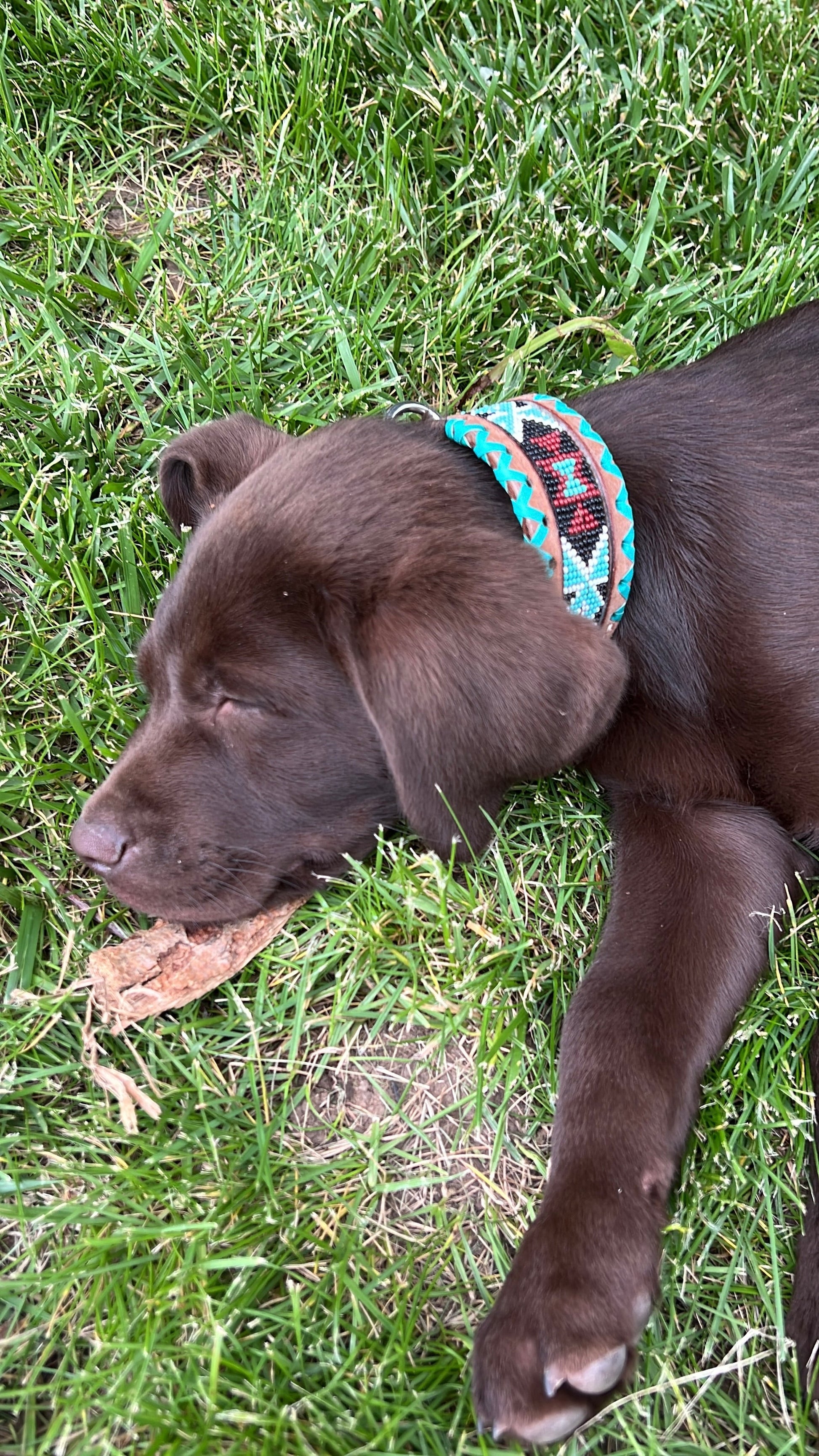 Genuine leather dog collar with teal, white, and burgundy  beaded inlay design, a rawhide wrapped edge