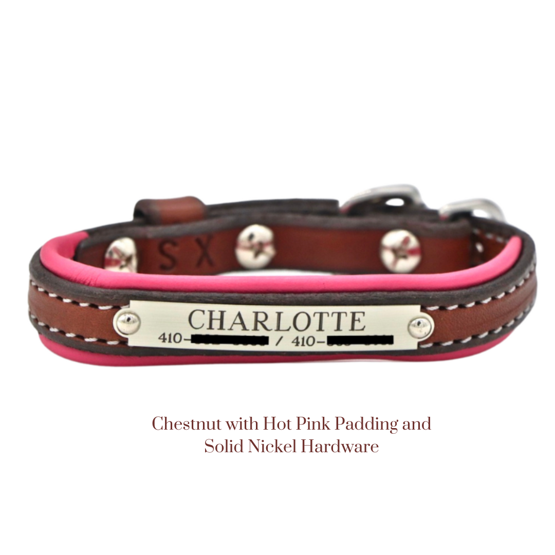 Padded Dog Collar