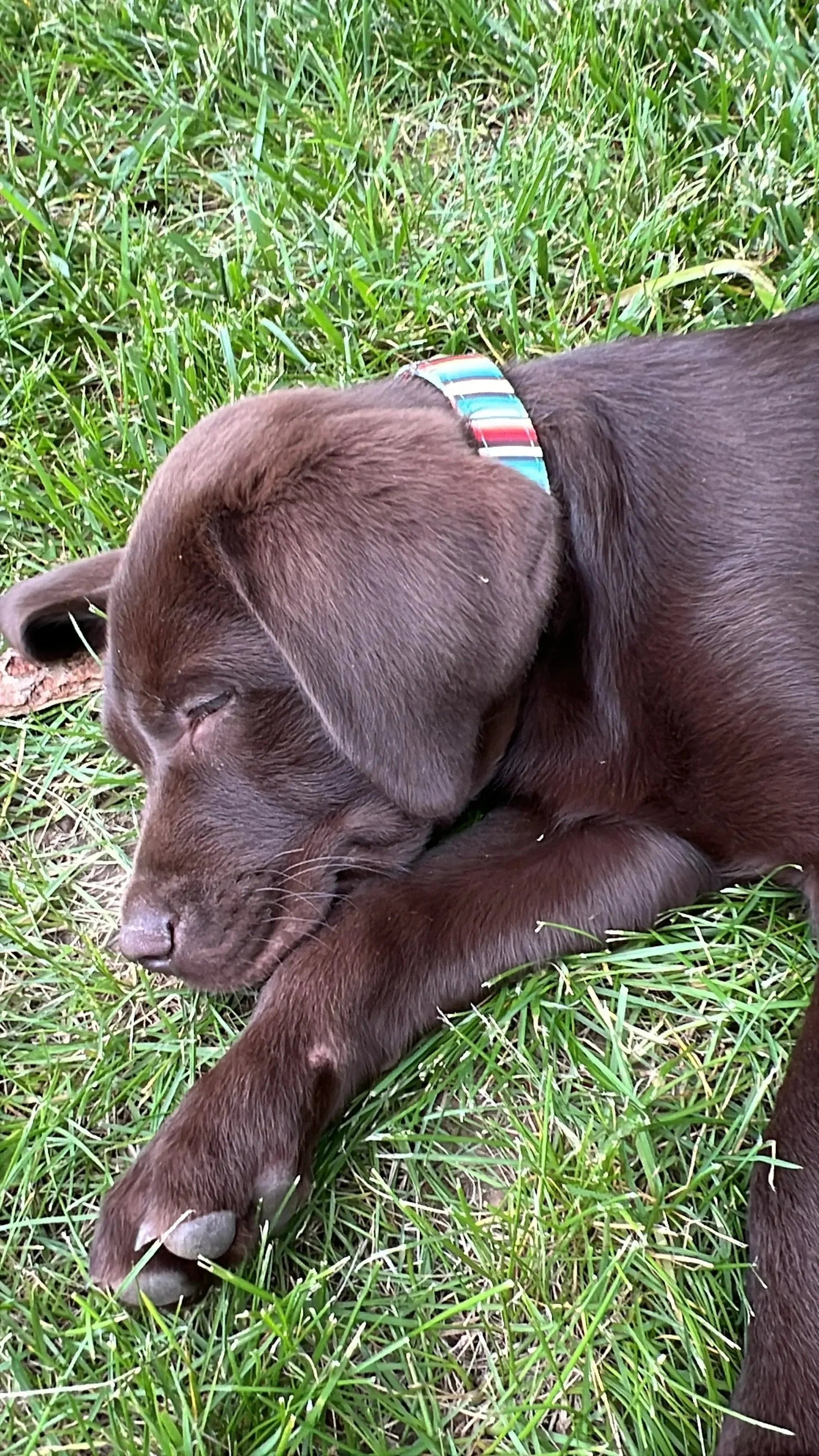 Teal Serape Southwest design nylon dog collar.