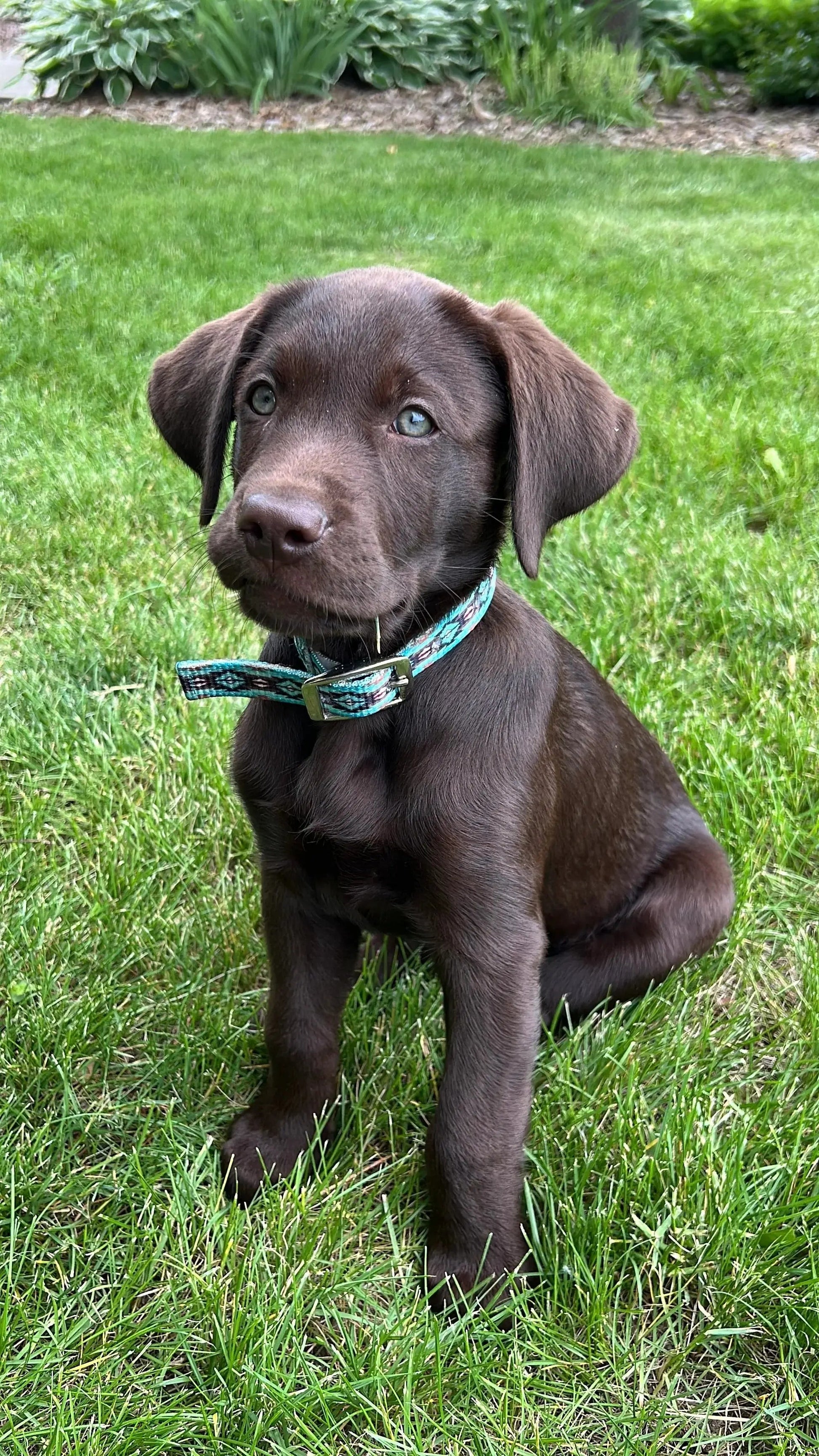 Teal Brown Southwest designed nylon dog collar.