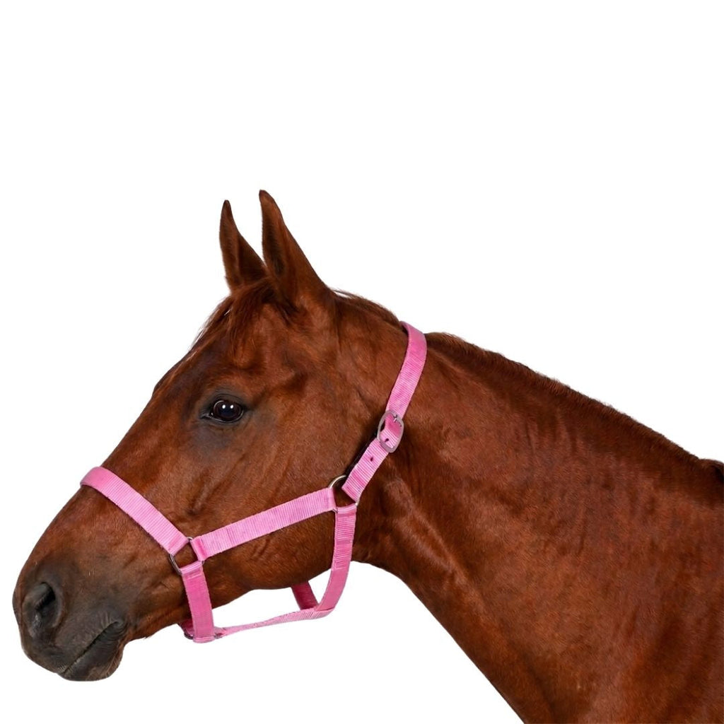 Miller's PP Breakaway Halter